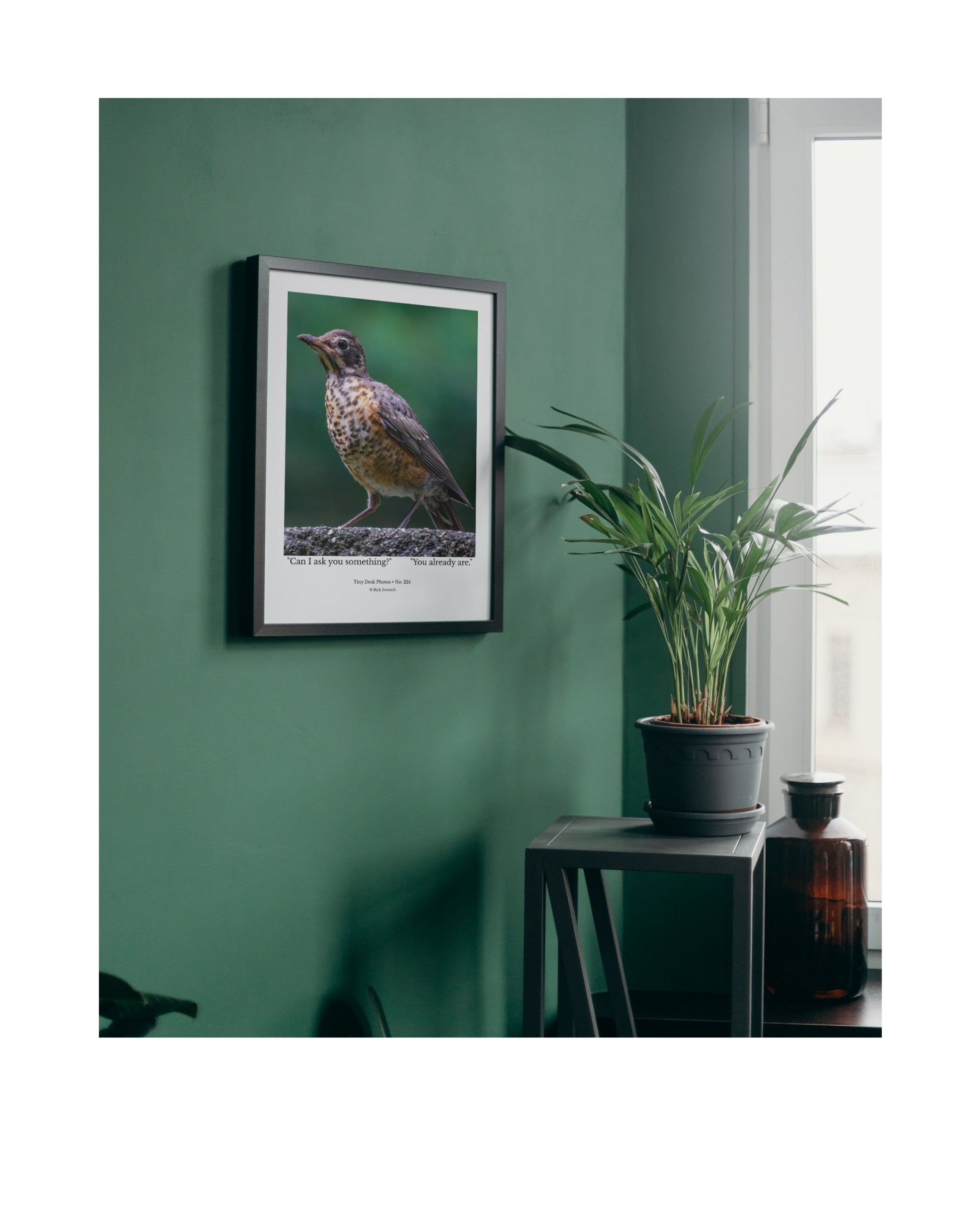 Juvenile American Robin Wildlife Photography Print | Tiny Desk Photos No. 224