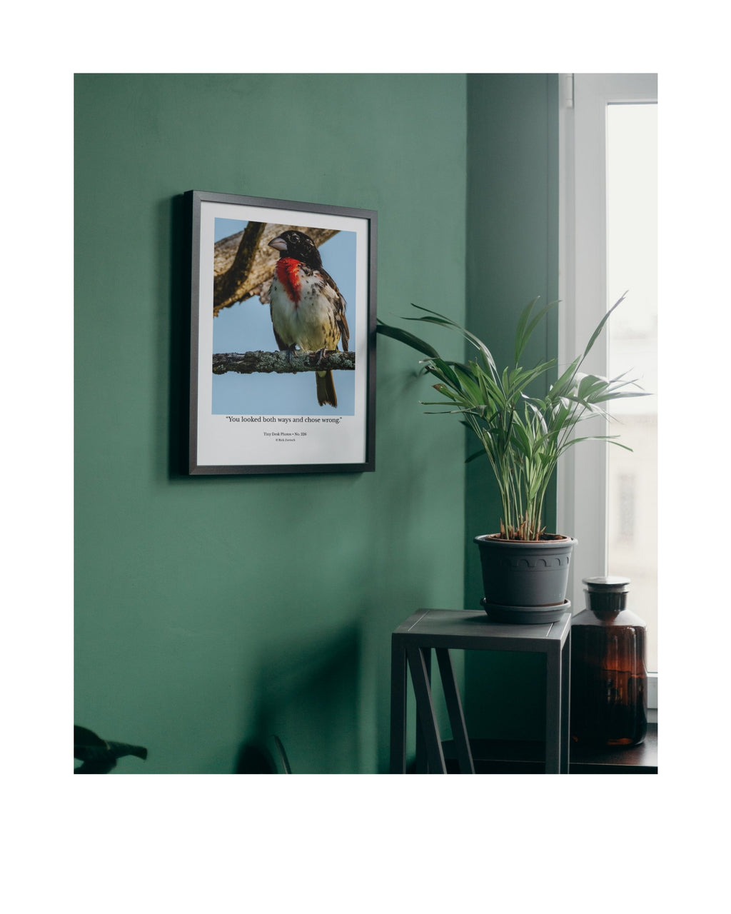 Male Rose-breasted Grosbeak Wildlife Photography Print | Tiny Desk Photos No. 226