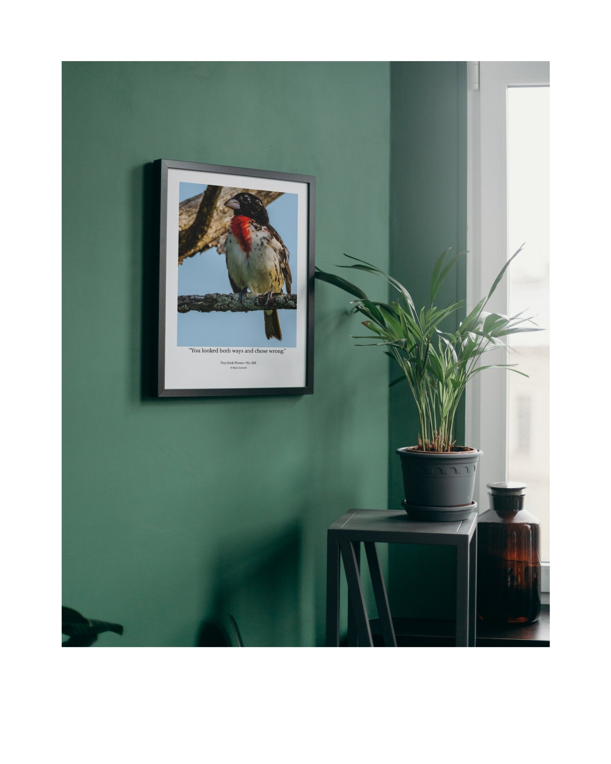 Male Rose-breasted Grosbeak Wildlife Photography Print | Tiny Desk Photos No. 226