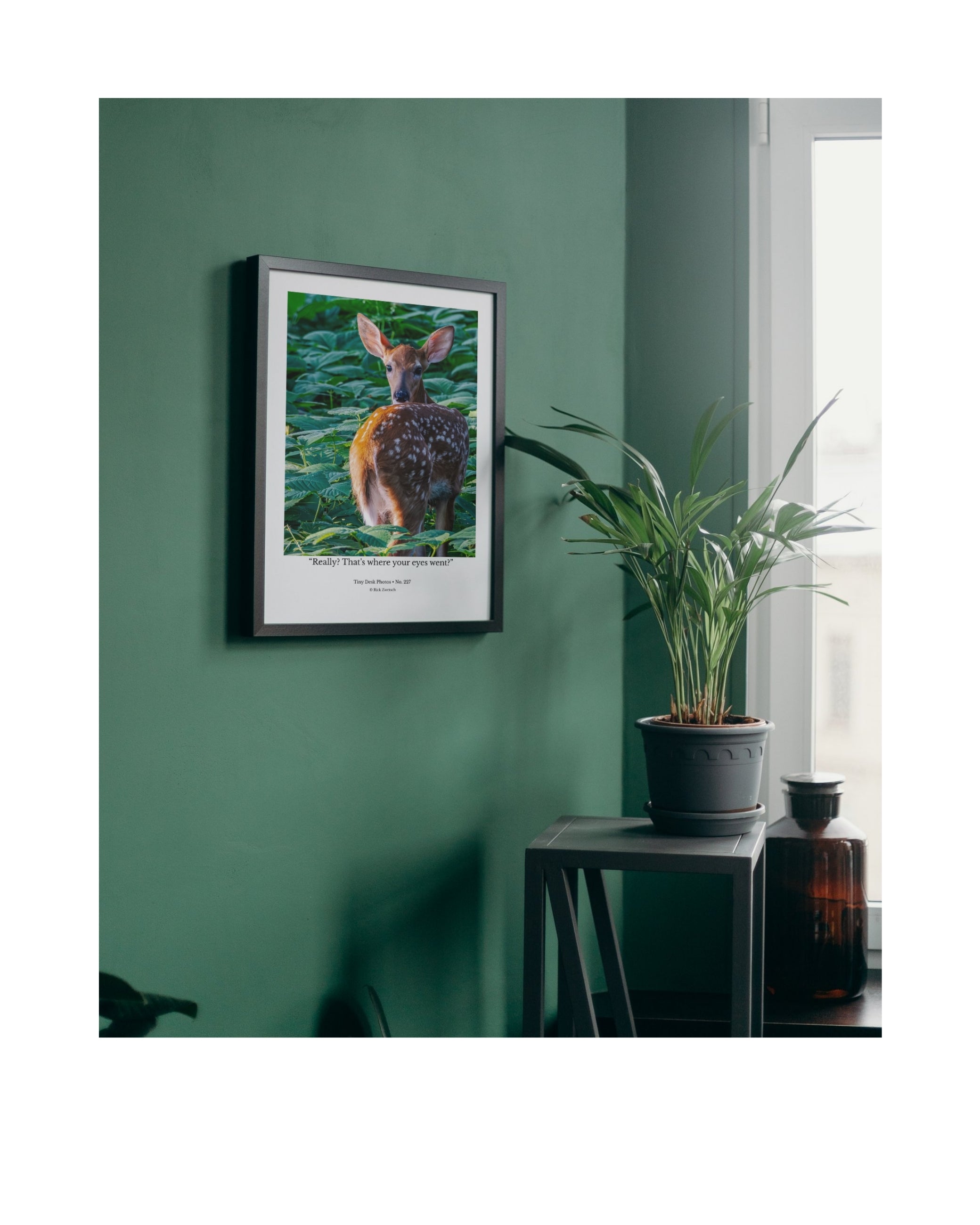 White-tailed Deer Fawn Wildlife Photography Print | Tiny Desk Photos No. 227