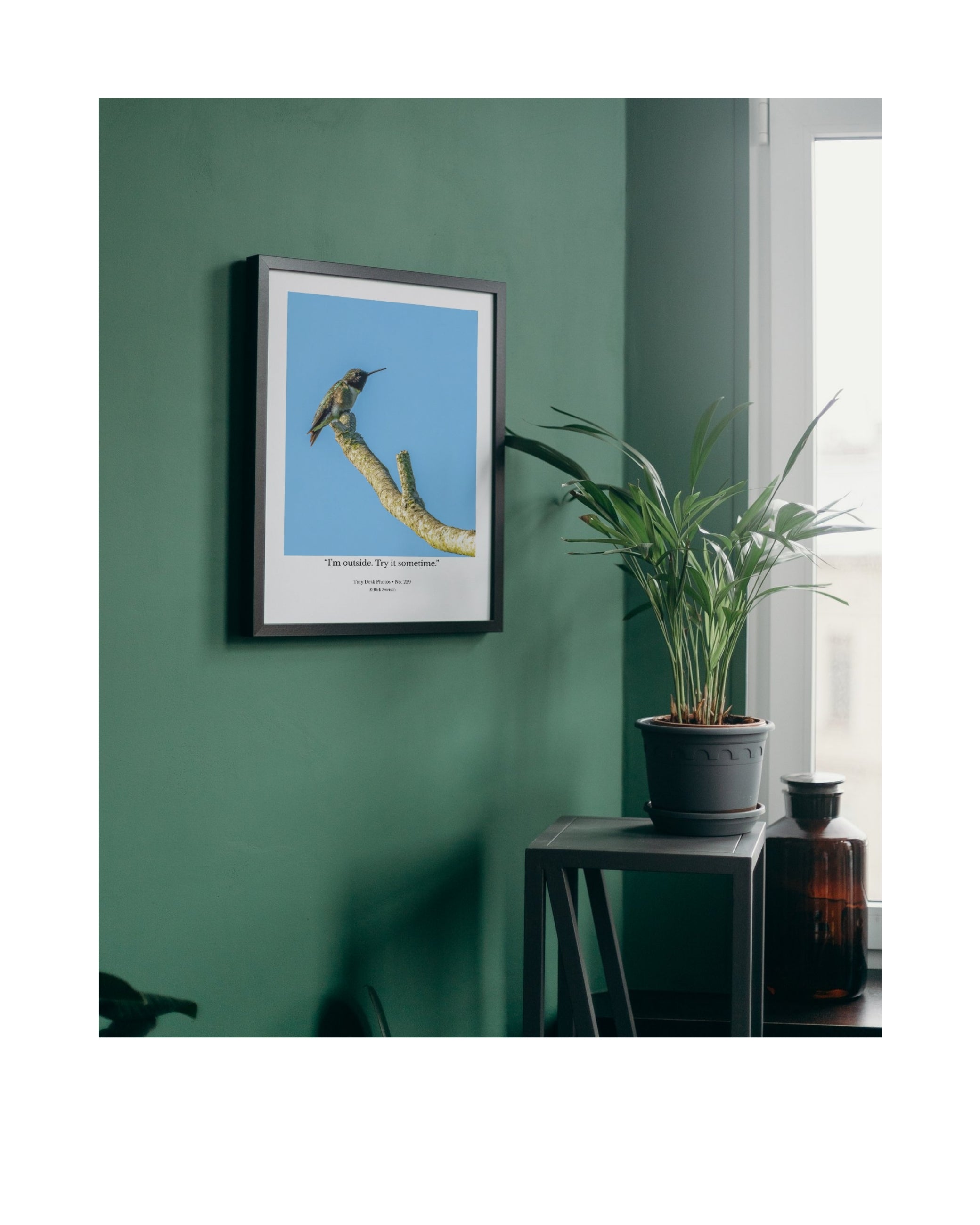 Ruby-throated Hummingbird Wildlife Photography Print | Tiny Desk Photos No. 229
