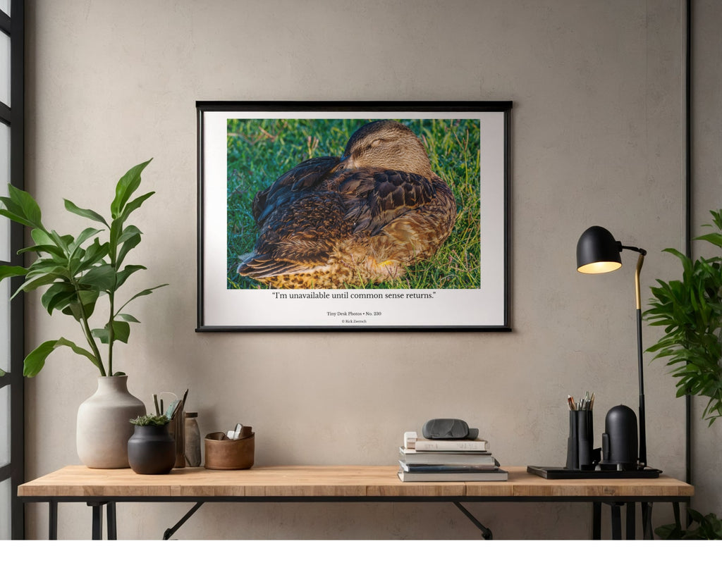 Mallard Duck Wildlife Photography Print | Tiny Desk Photos No. 230