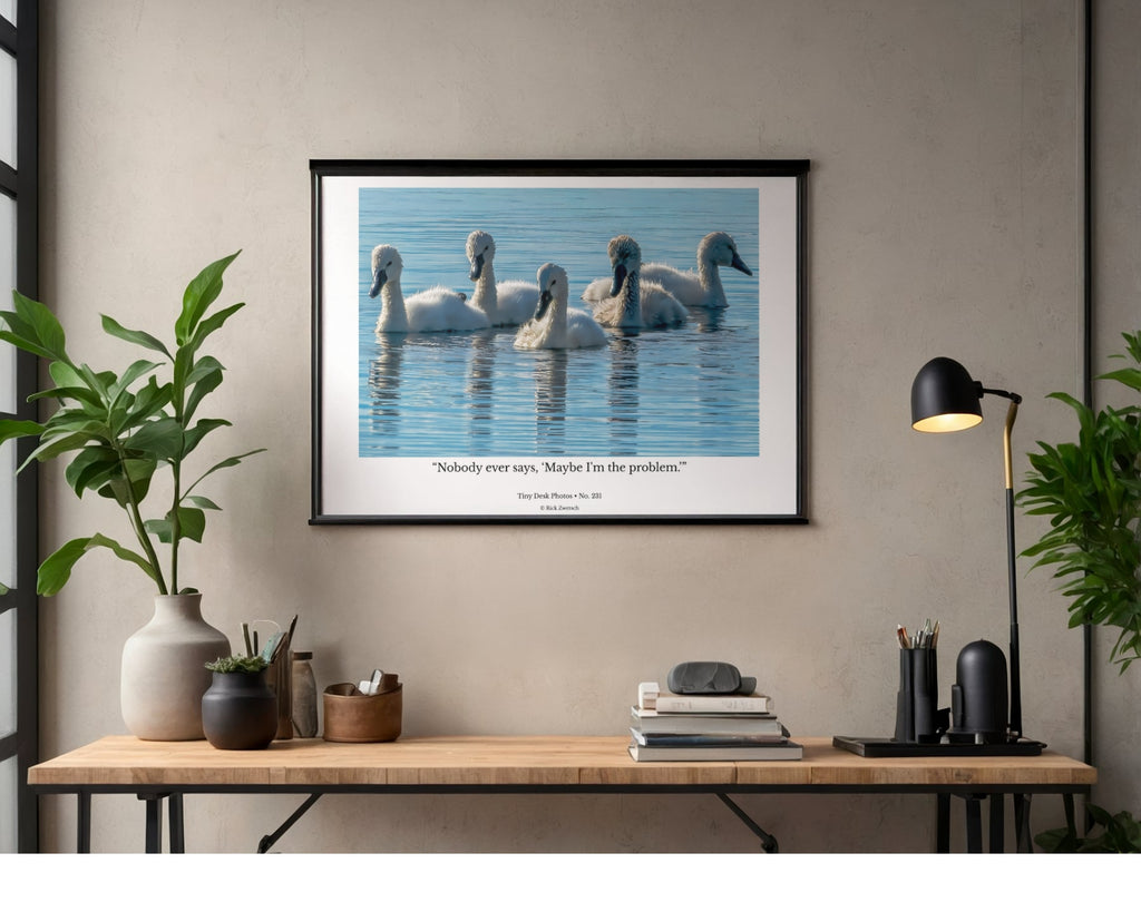 Mute Swan Cygnets Wildlife Photography Print | Tiny Desk Photos No. 231
