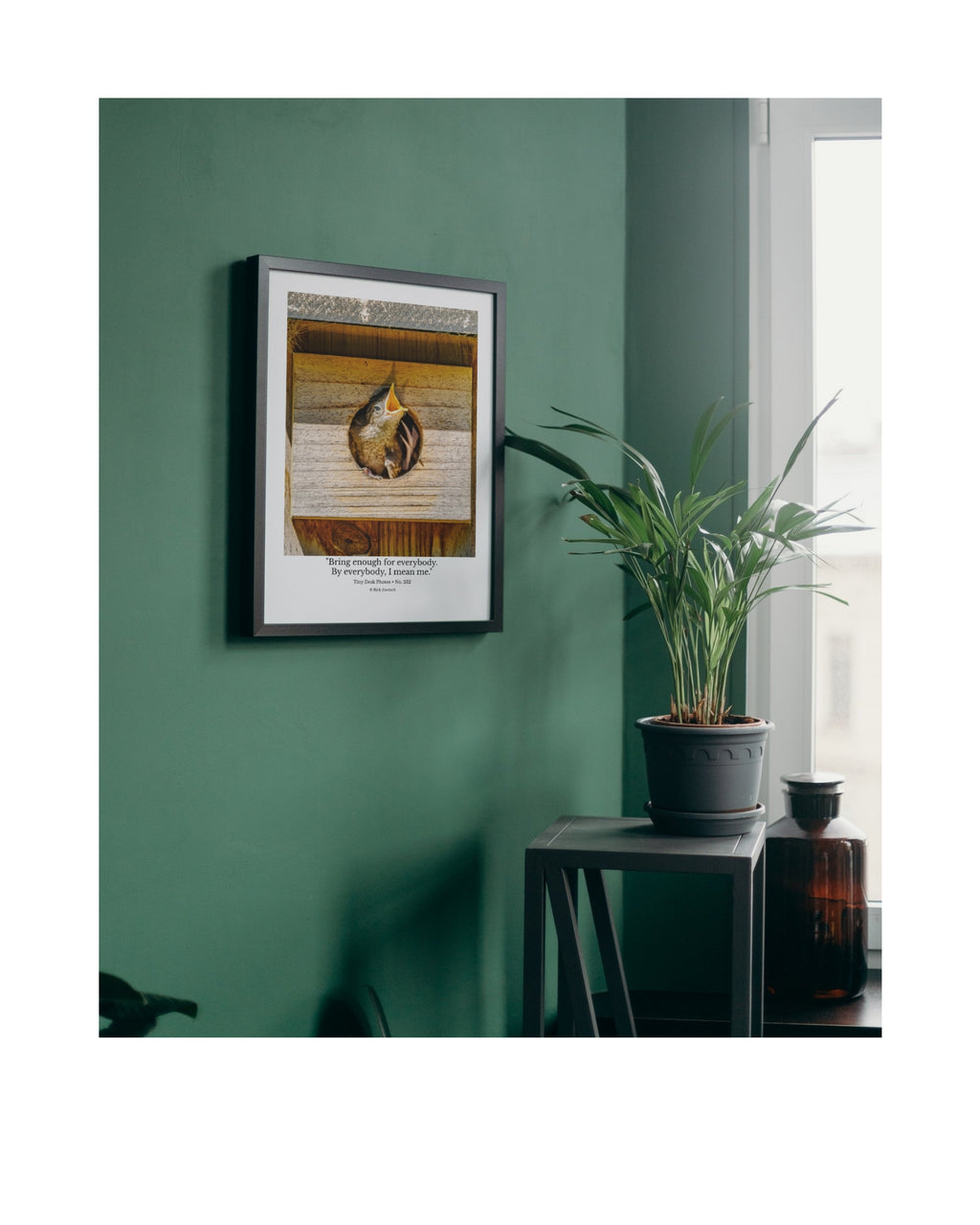 House Wren Nestling Wildlife Photography Print | Tiny Desk Photos No. 232