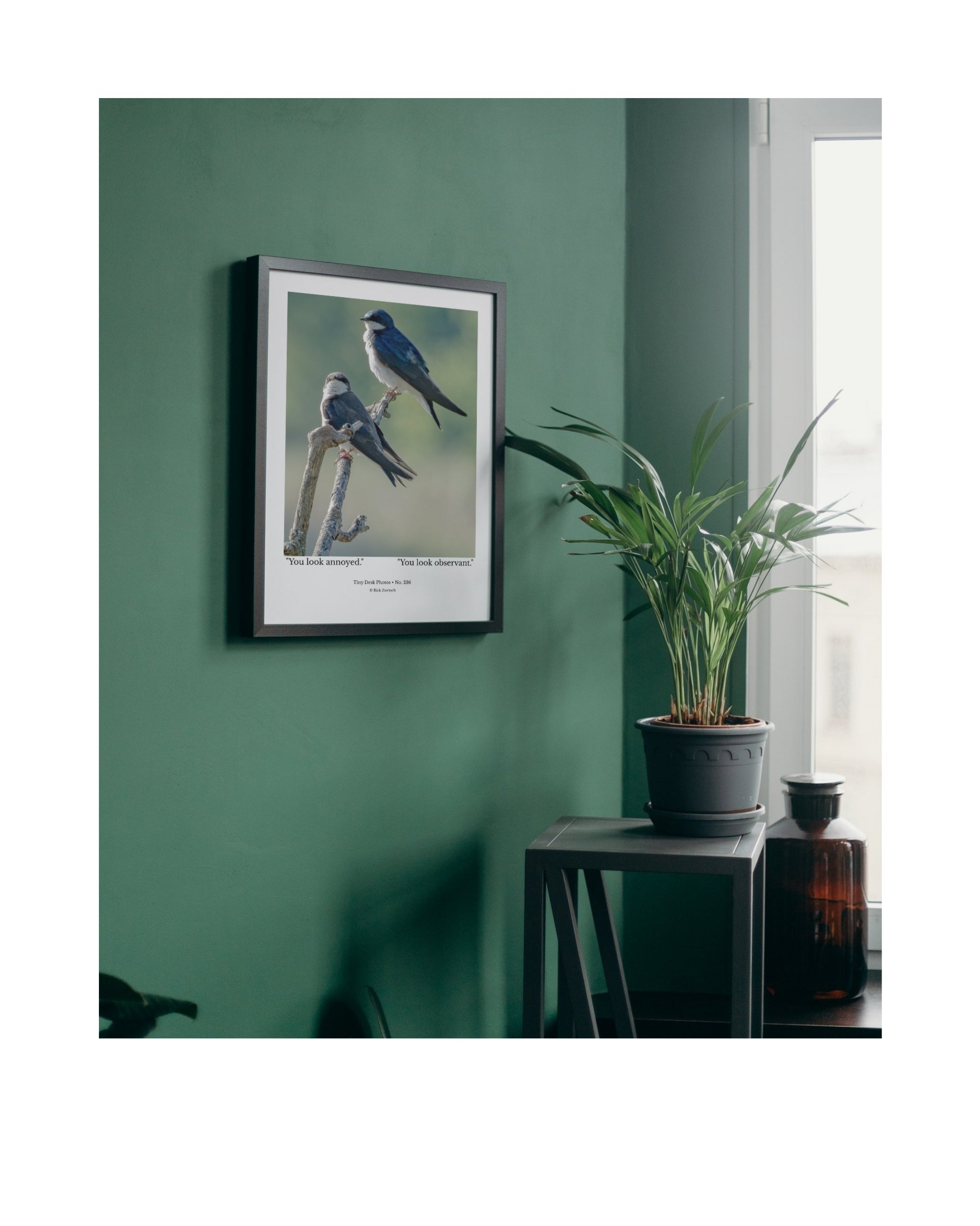 Tree Swallow Wildlife Photography Print | Tiny Desk Photos No. 236