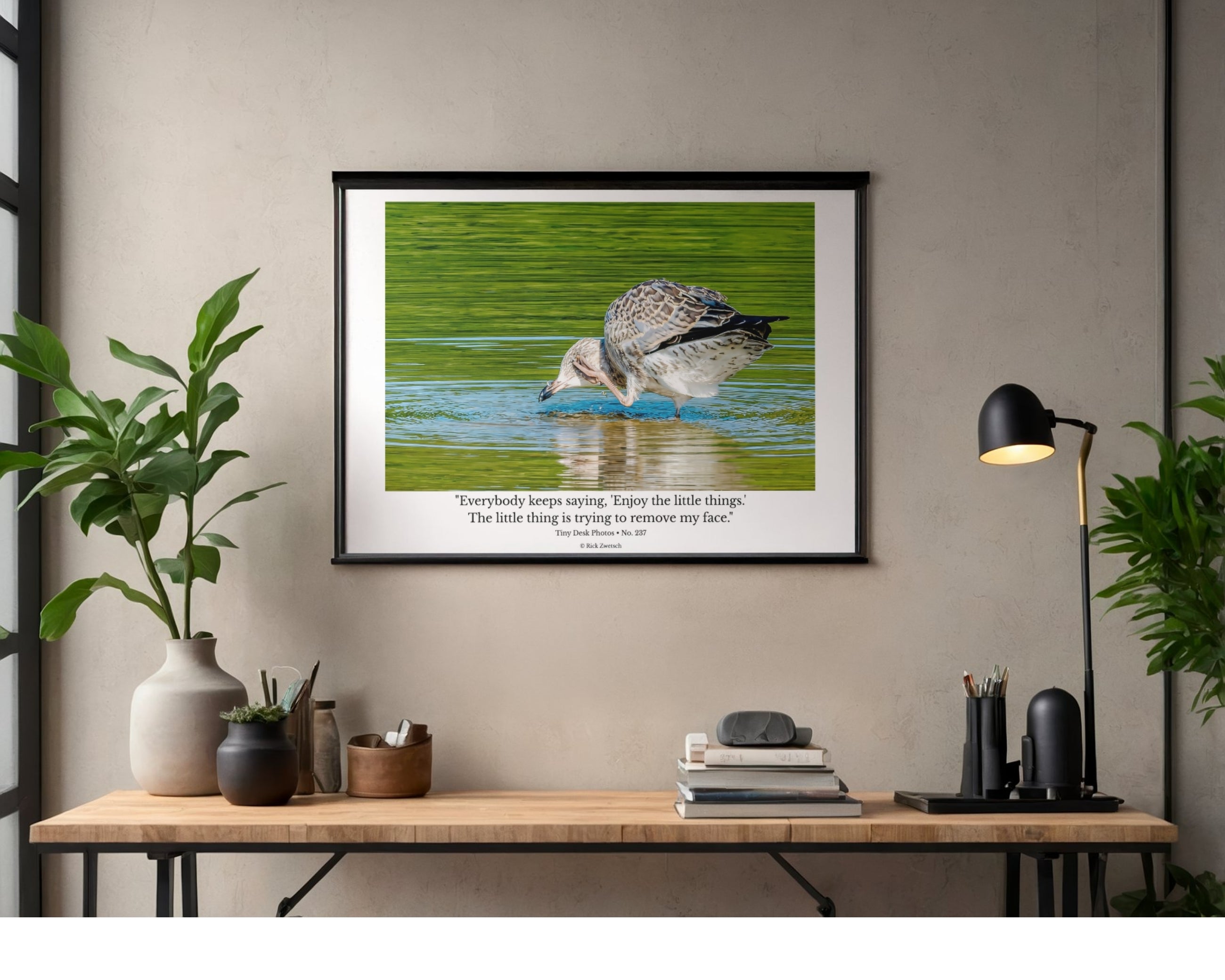 Juvenile Ring-billed Gull Wildlife Photography Print | Tiny Desk Photos No. 237