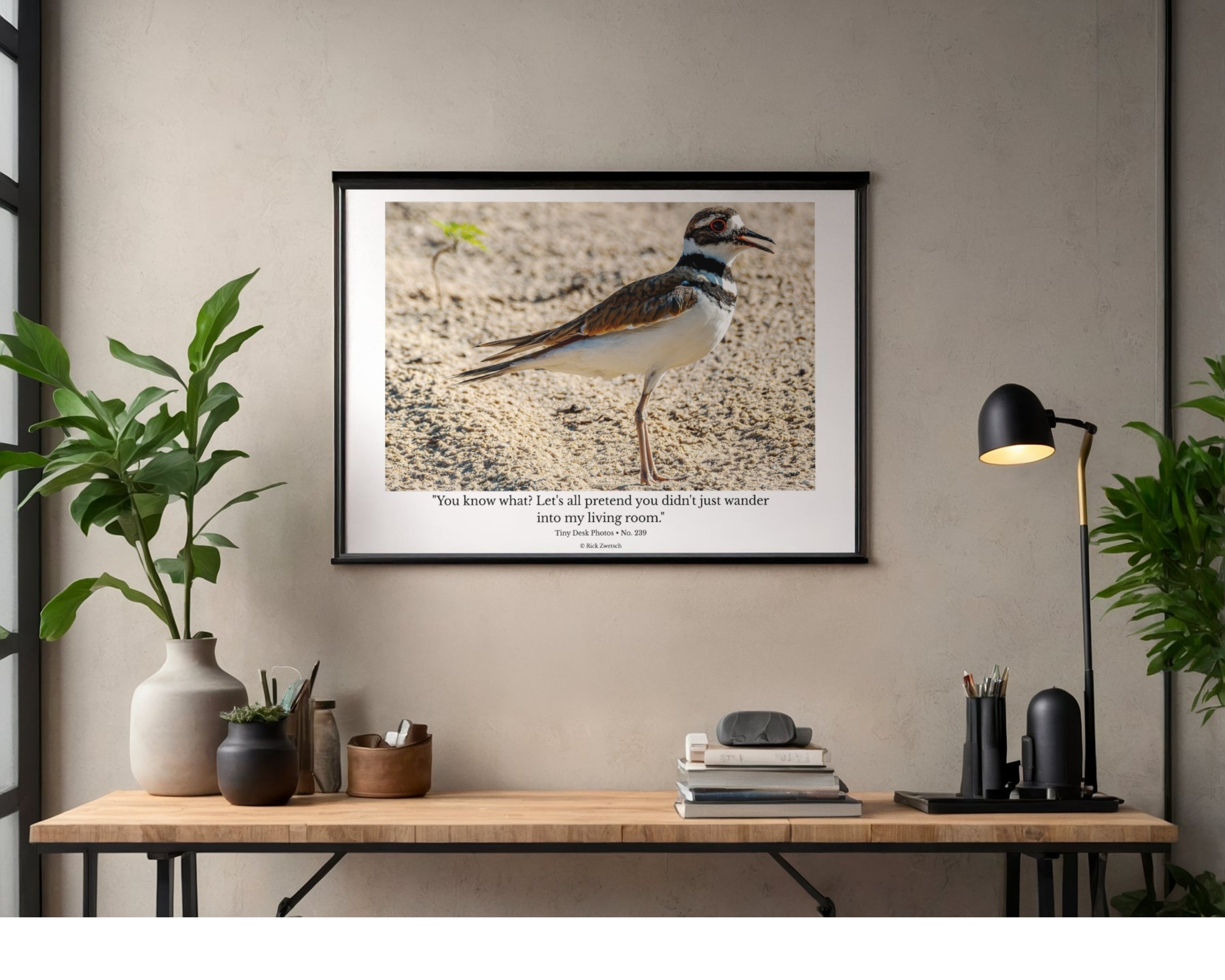 Killdeer Wildlife Photography Print | Tiny Desk Photos No. 239