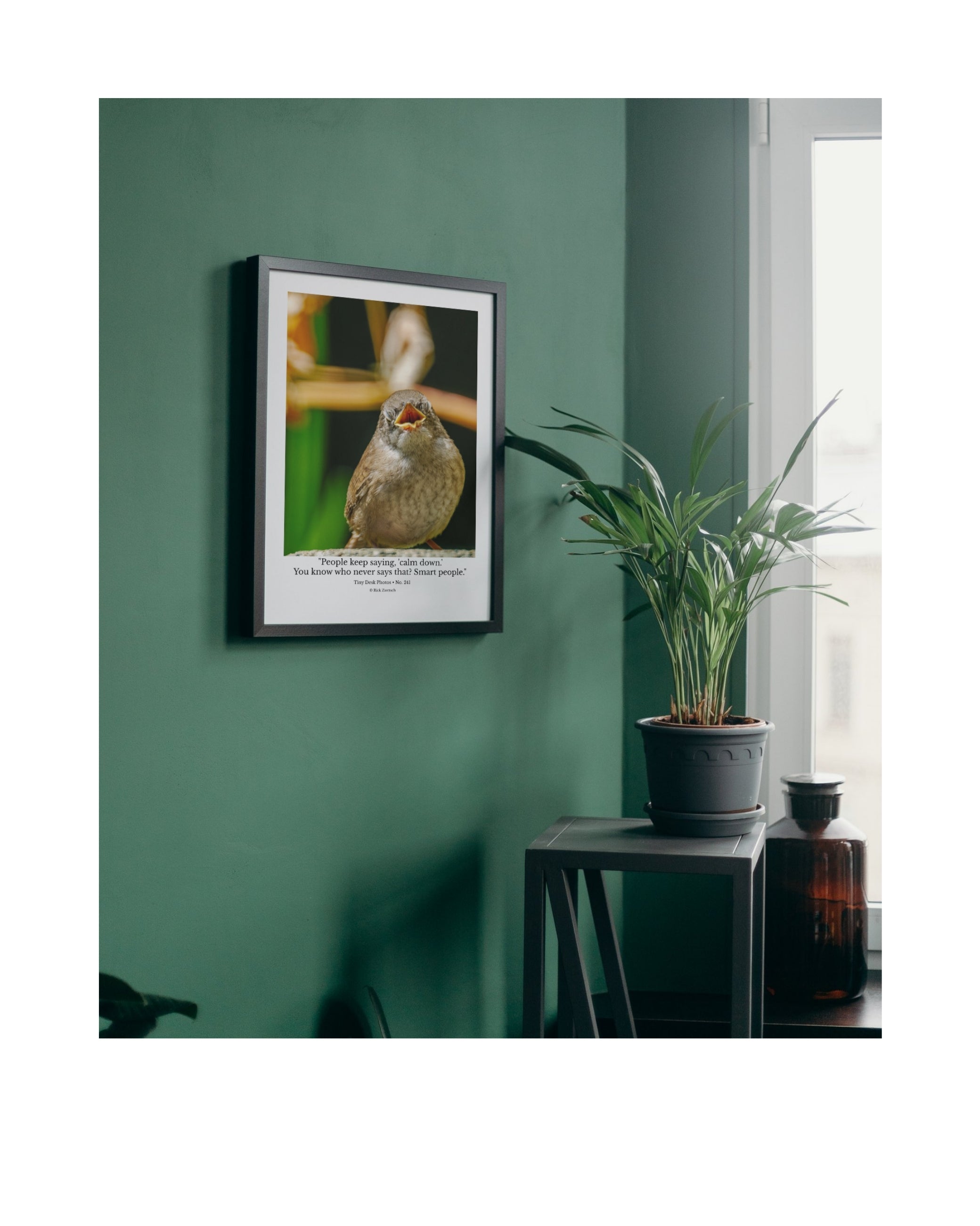 House Wren Wildlife Photography Print | Tiny Desk Photos No. 241