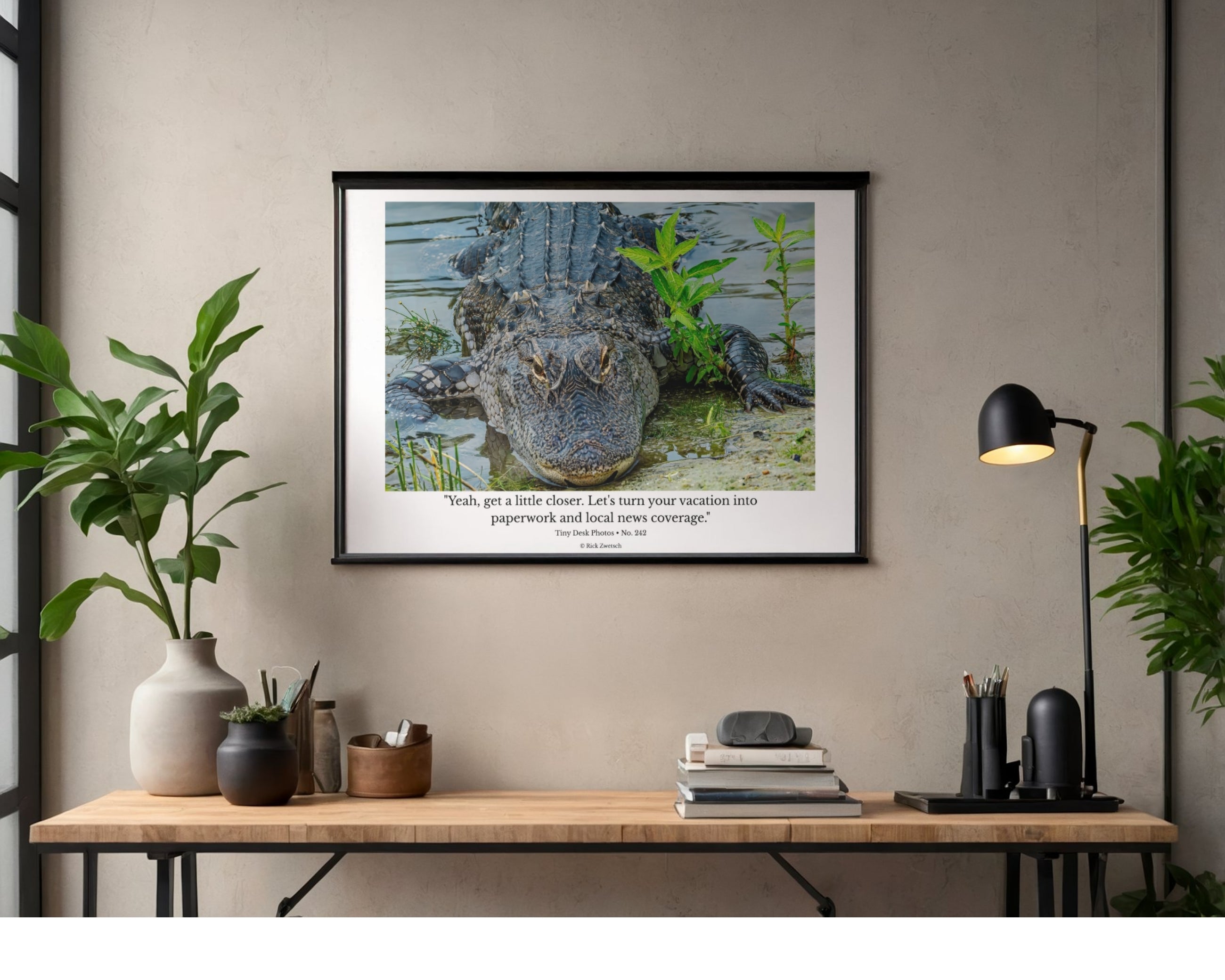 American Alligator Wildlife Photography Print | Tiny Desk Photos No. 242