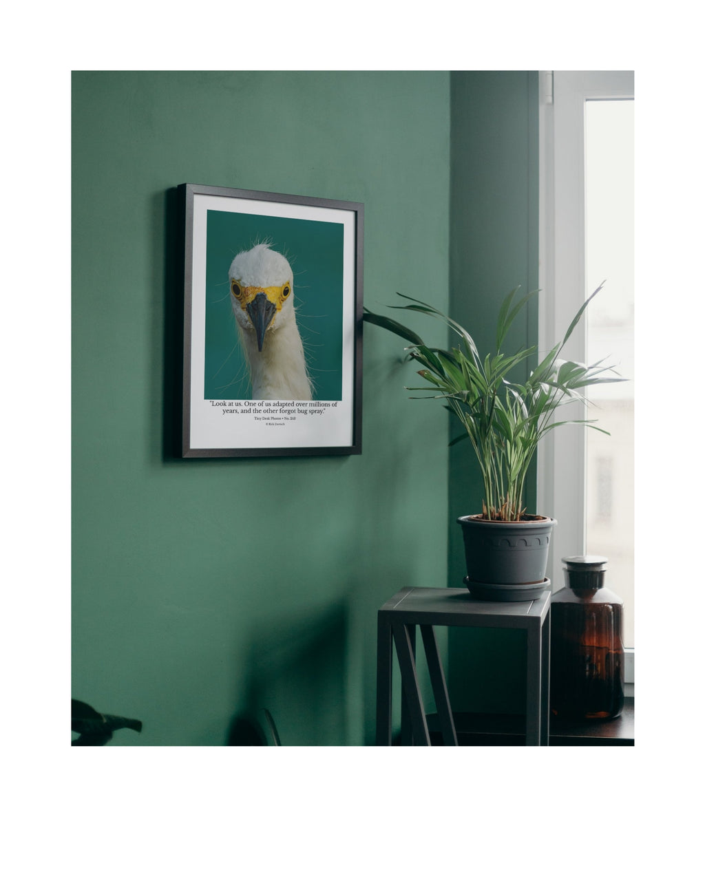 Snowy Egret Wildlife Photography Print | Tiny Desk Photos No. 243  Description