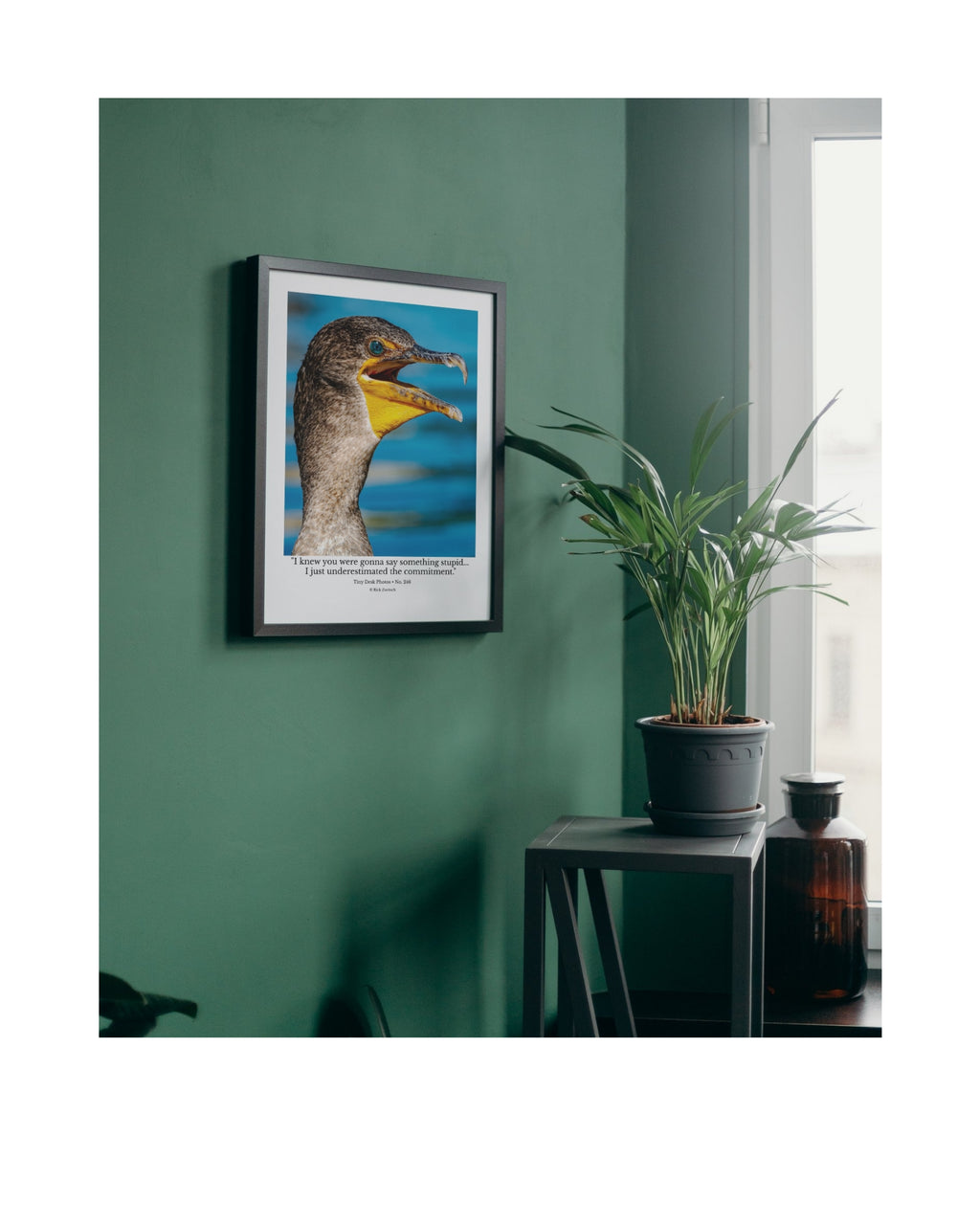 Double-crested Cormorant Wildlife Photography Print | Tiny Desk Photos No. 246