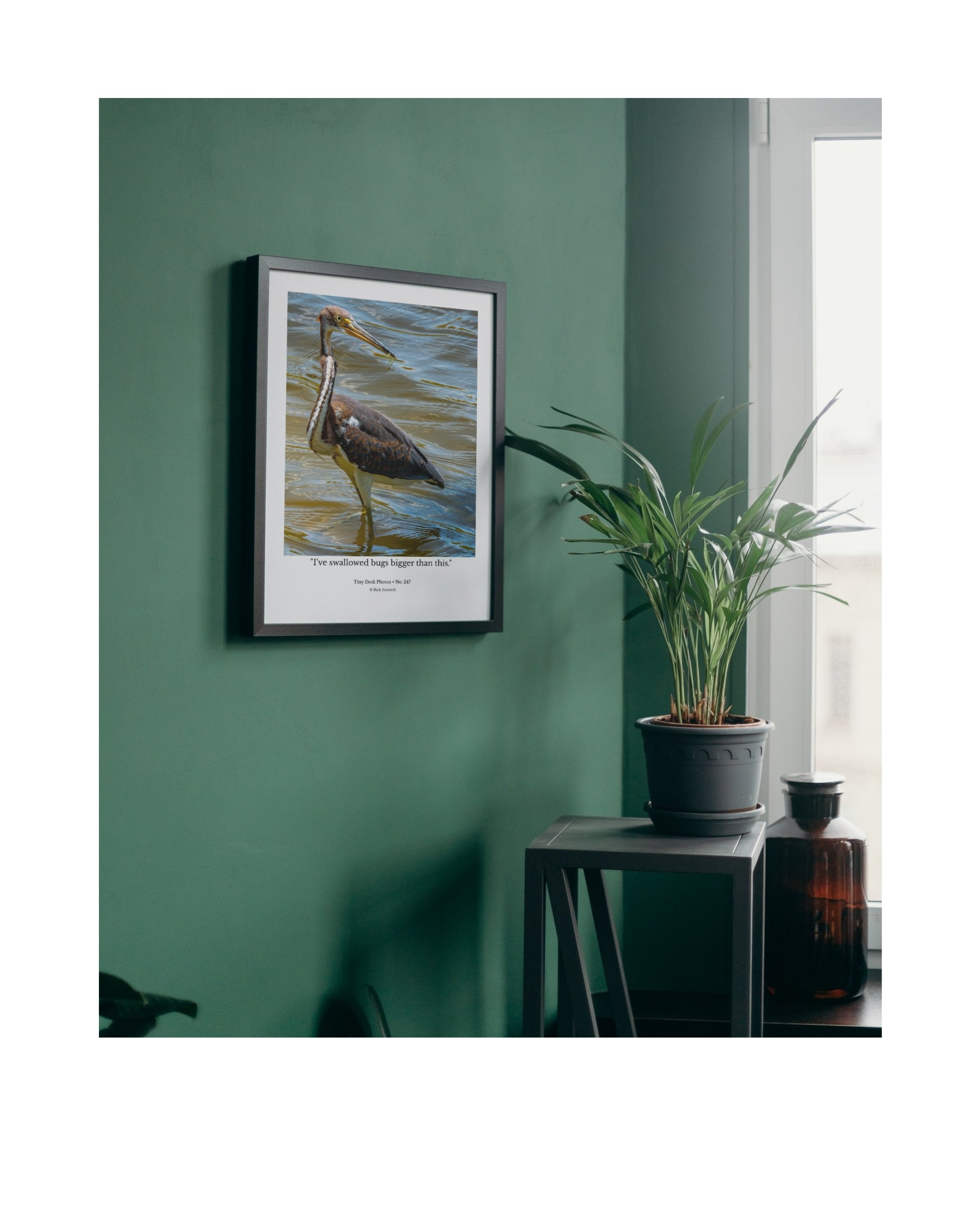 Tricolored Heron Wildlife Photography Print | Tiny Desk Photos No. 247