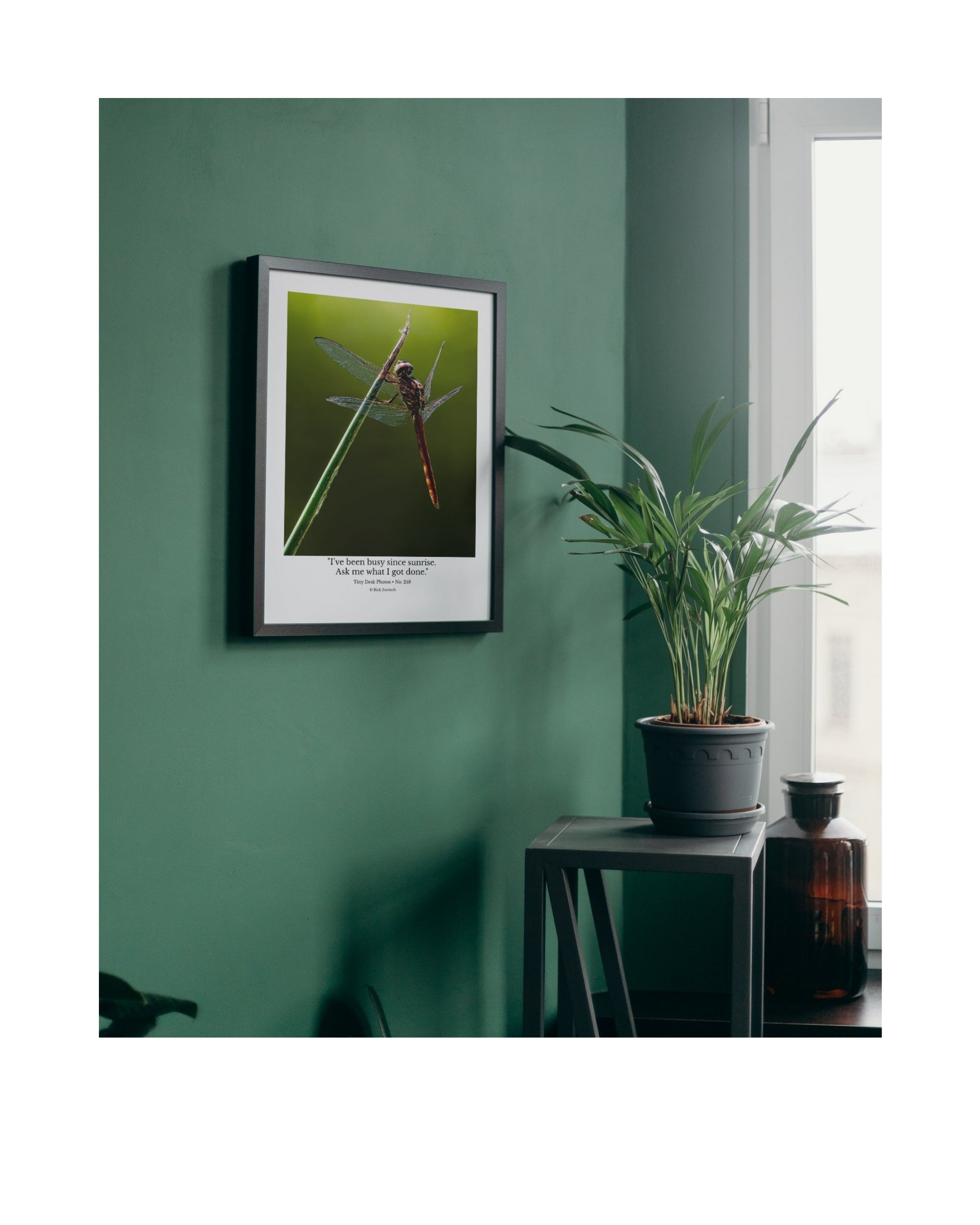 Autumn Meadowhawk Dragonfly Wildlife Photography Print | Tiny Desk Photos No. 248