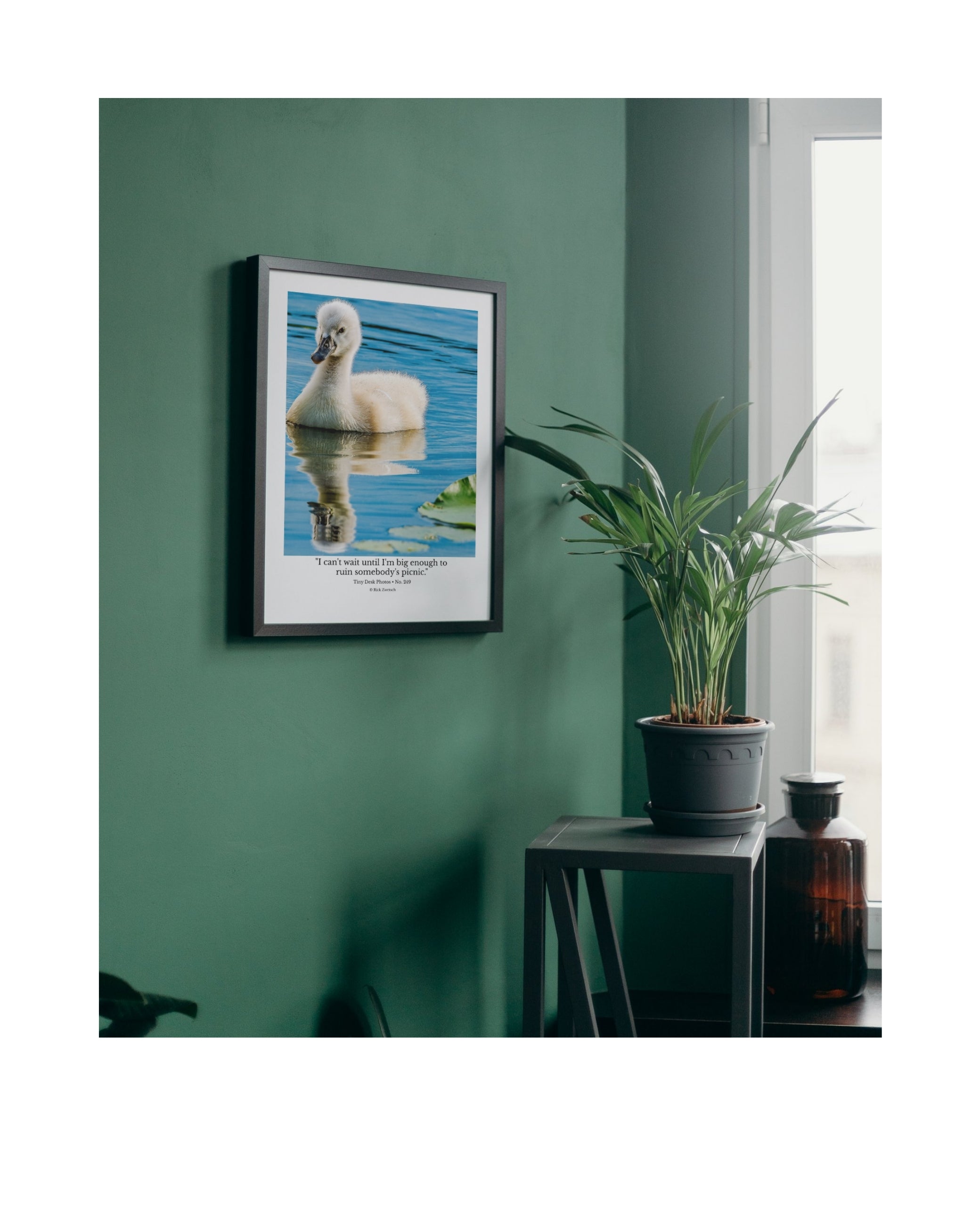 Mute Swan Cygnet Wildlife Photography Print | Tiny Desk Photos No. 249