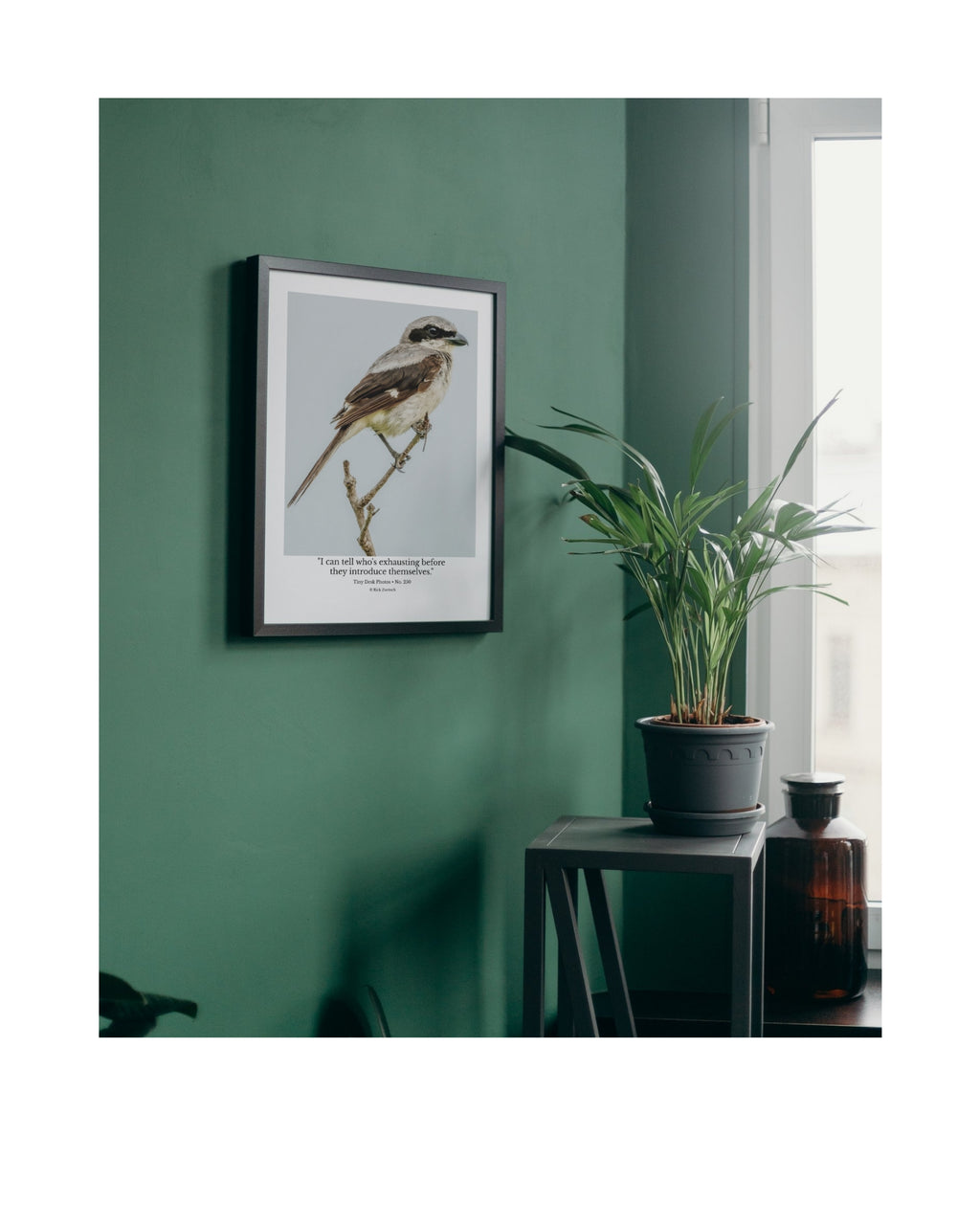 Loggerhead Shrike Wildlife Photography Print | Tiny Desk Photos No. 250