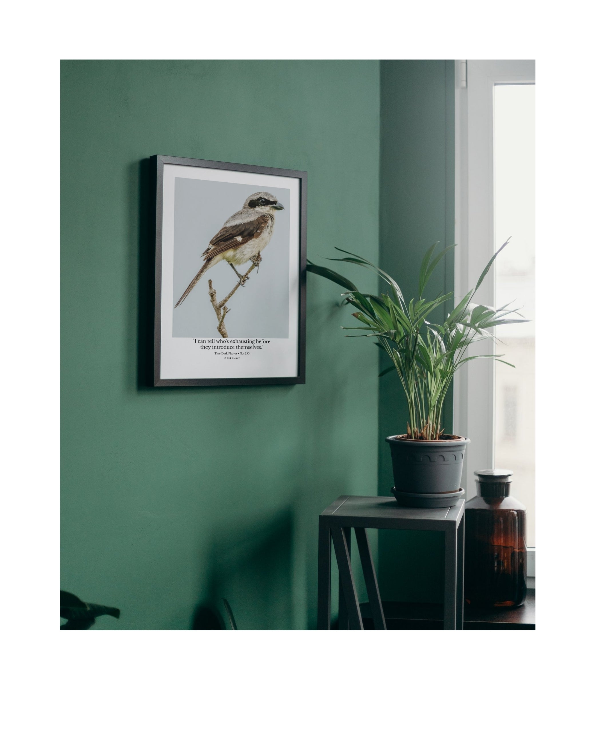 Loggerhead Shrike Wildlife Photography Print | Tiny Desk Photos No. 250