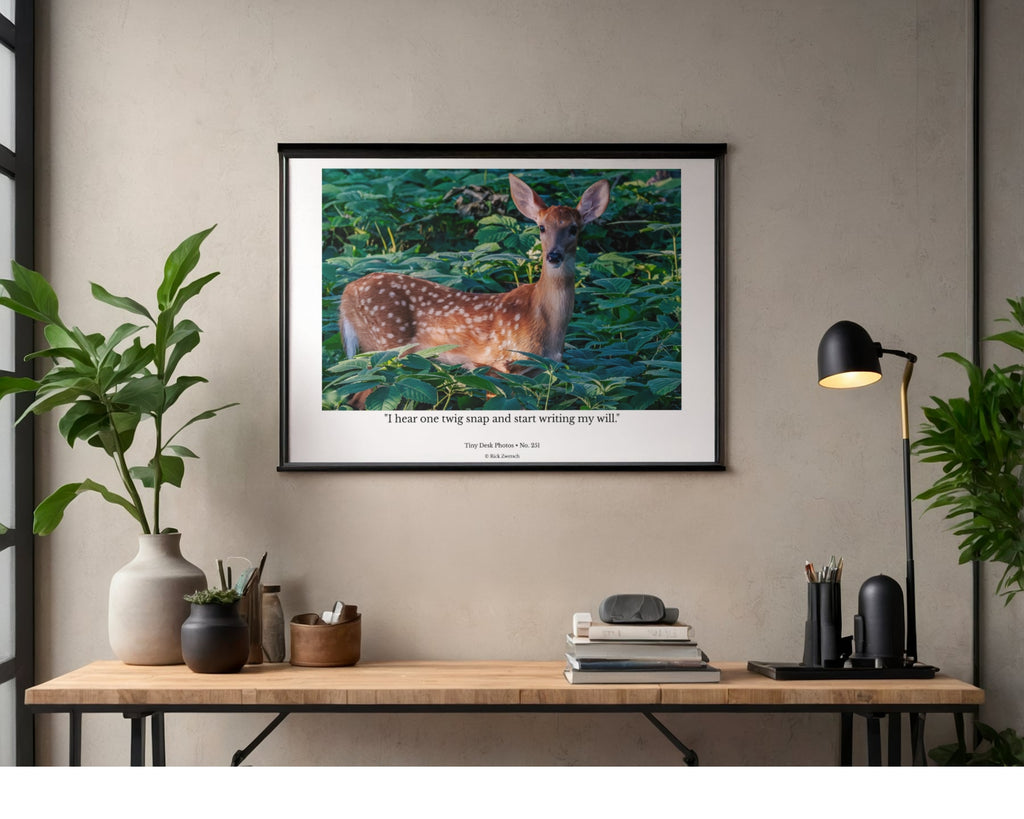 White-tailed Deer Fawn Wildlife Photography Print | Tiny Desk Photos No. 251