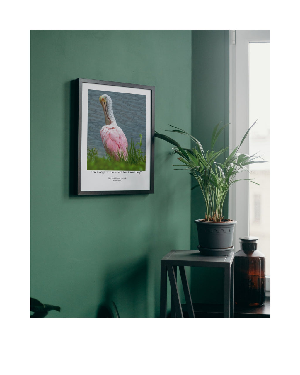 Roseate Spoonbill Wildlife Photography Print | Tiny Desk Photos No. 252