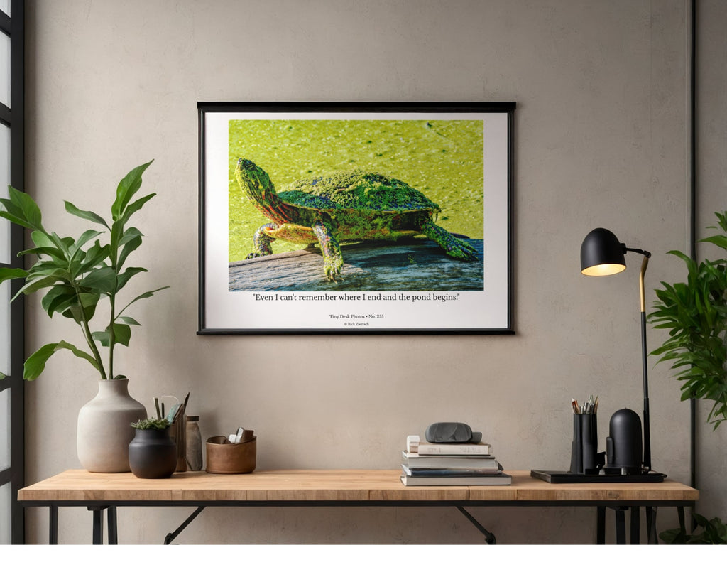 Painted Turtle Wildlife Photography Print | Tiny Desk Photos No. 255