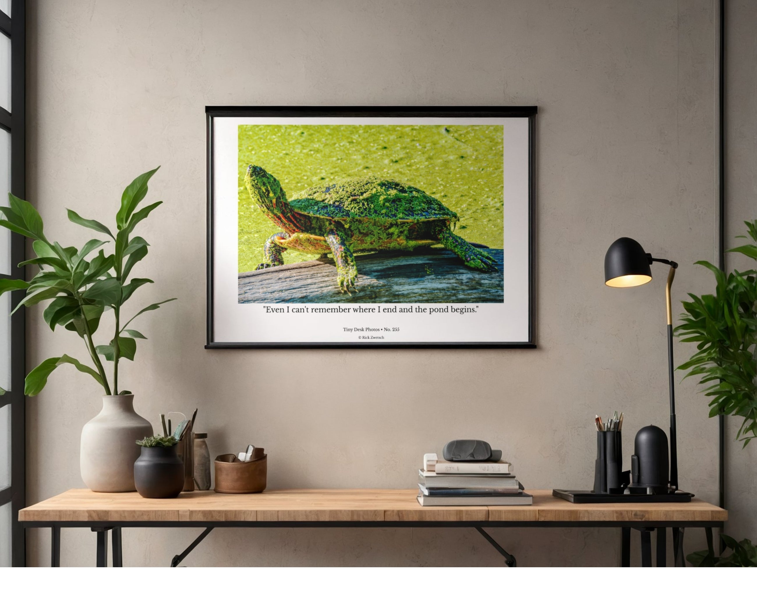Painted Turtle Wildlife Photography Print | Tiny Desk Photos No. 255