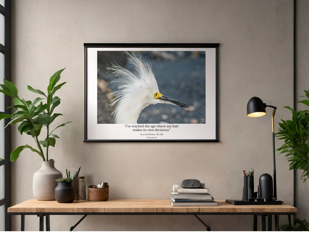 Snowy Egret Wildlife Photography Print | Tiny Desk Photos No. 258