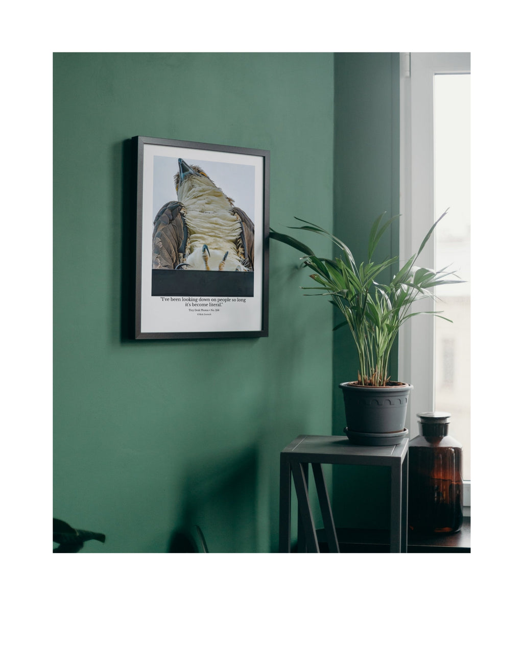 Osprey Wildlife Photography Print | Tiny Desk Photos No. 256