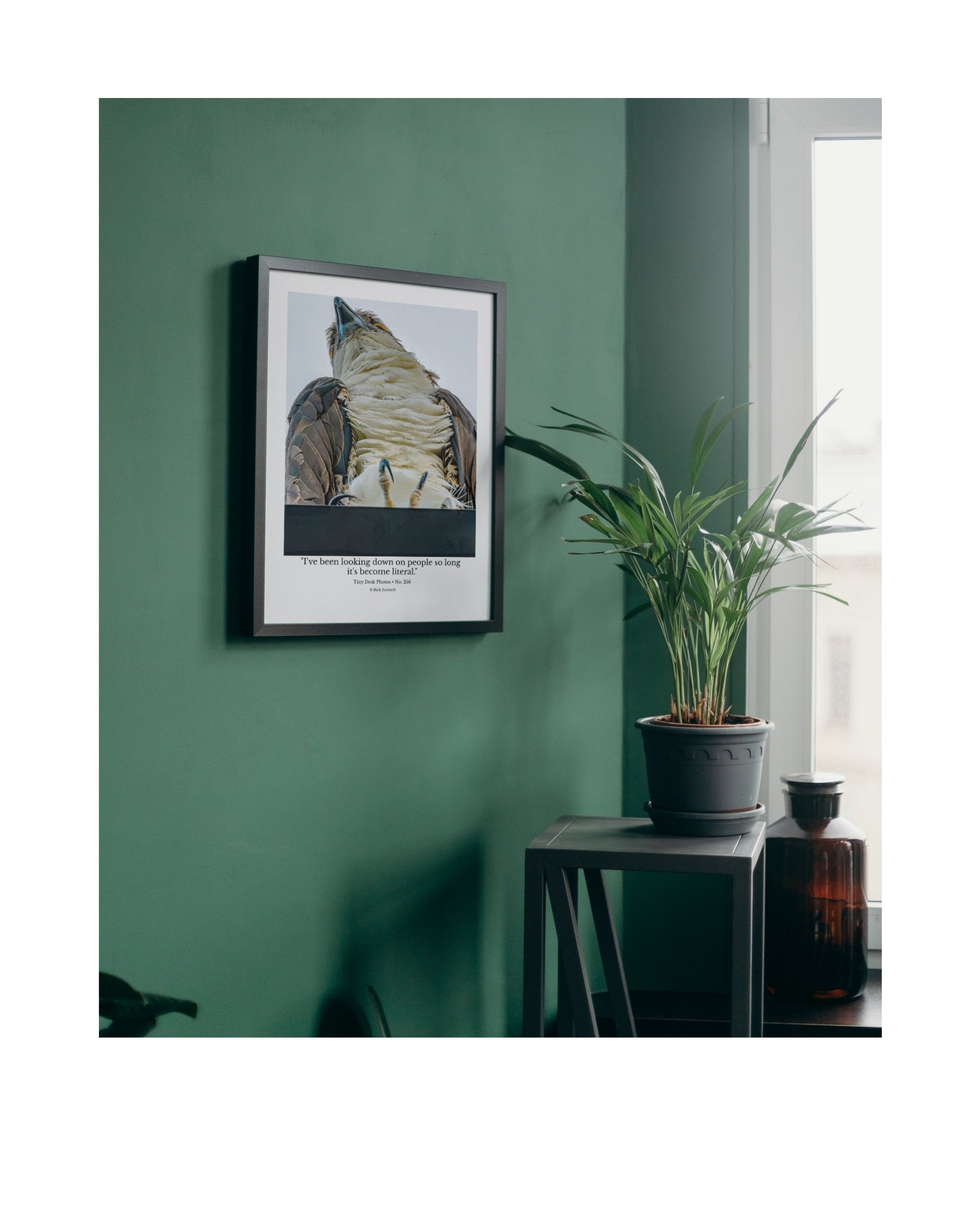 Osprey Wildlife Photography Print | Tiny Desk Photos No. 256