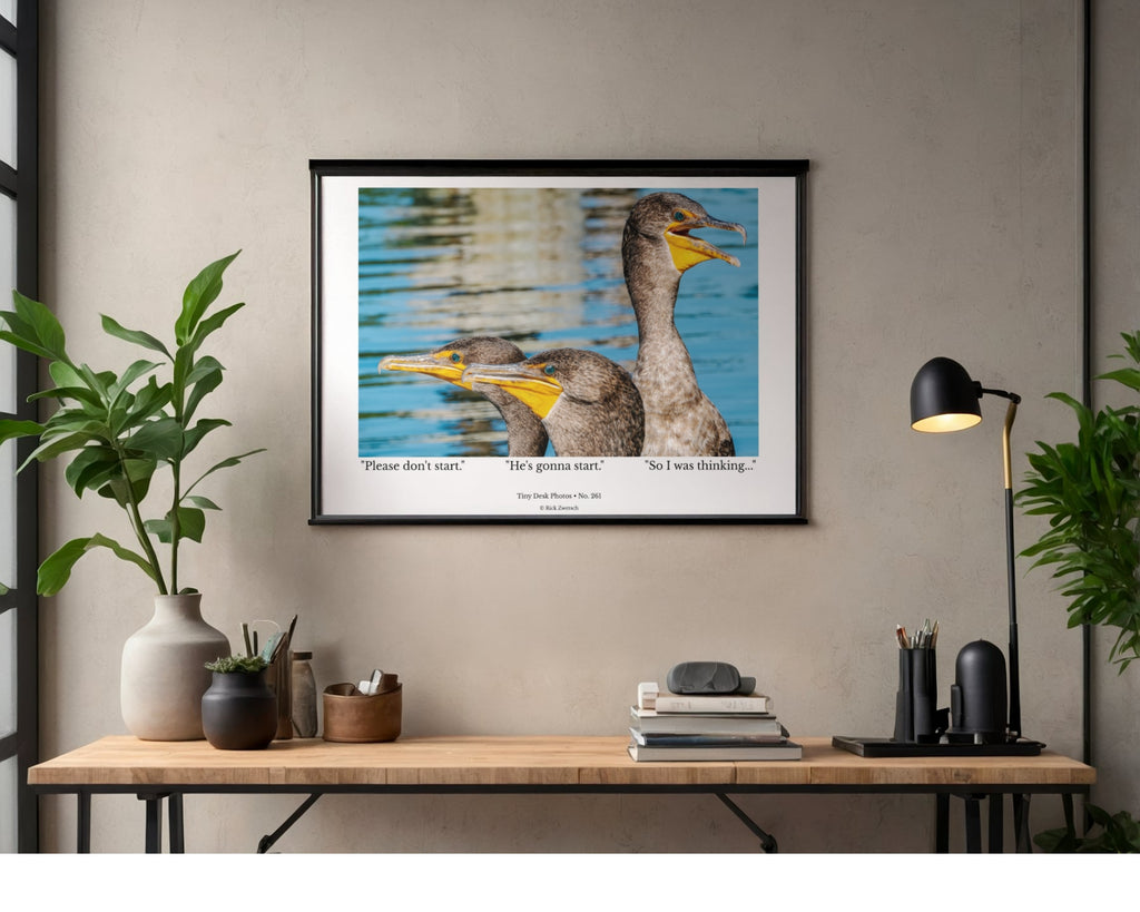 Double-crested Cormorant Wildlife Photography Print | Tiny Desk Photos No. 261