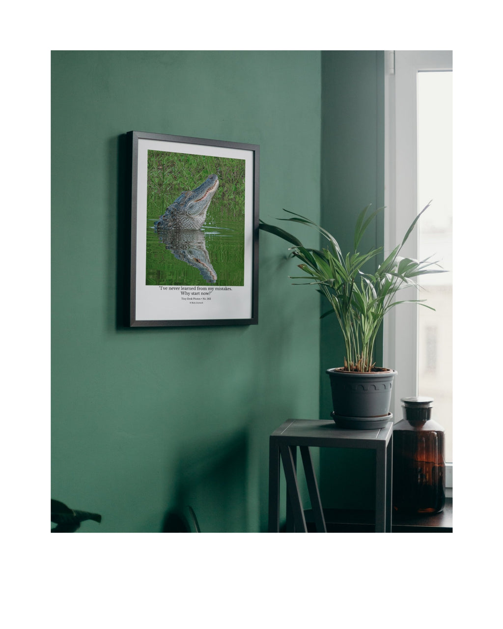 American Alligator Wildlife Photography Print | Tiny Desk Photos No. 262