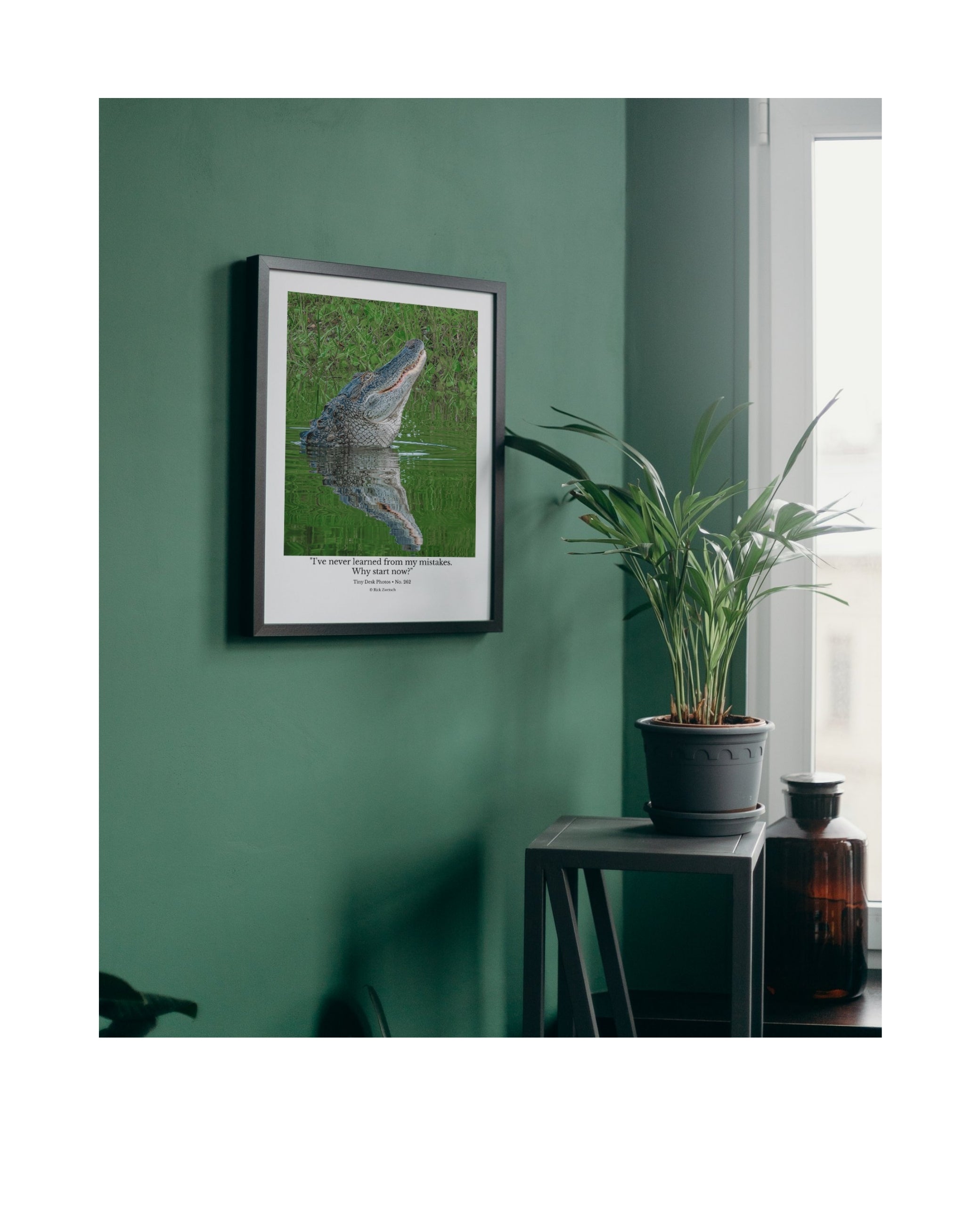 American Alligator Wildlife Photography Print | Tiny Desk Photos No. 262