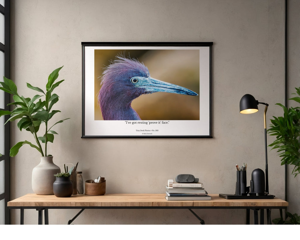 Little Blue Heron Wildlife Photography Print | Tiny Desk Photos No. 263
