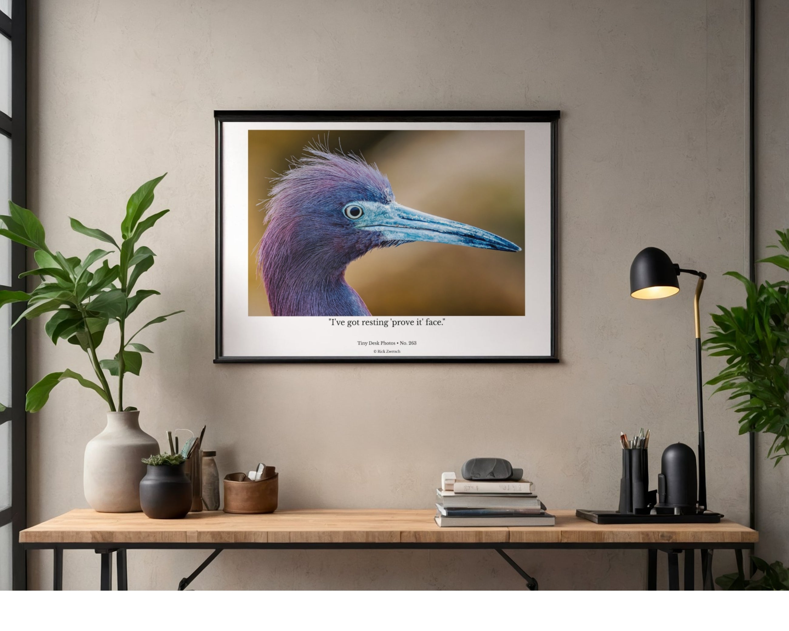 Little Blue Heron Wildlife Photography Print | Tiny Desk Photos No. 263