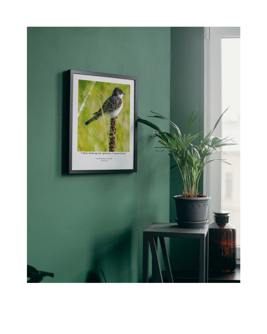 Eastern Kingbird Wildlife Photography Print | Tiny Desk Photos No. 264