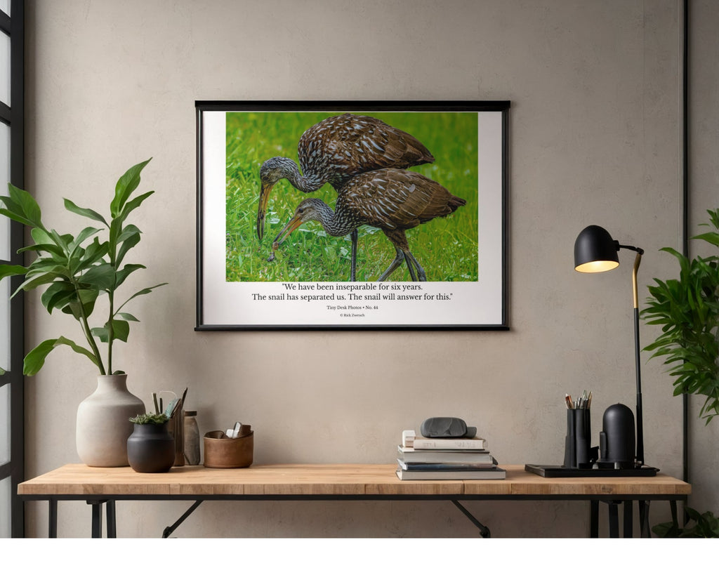 Limpkin Pair Feeding Wildlife Photography Print | Tiny Desk Photos No. 44