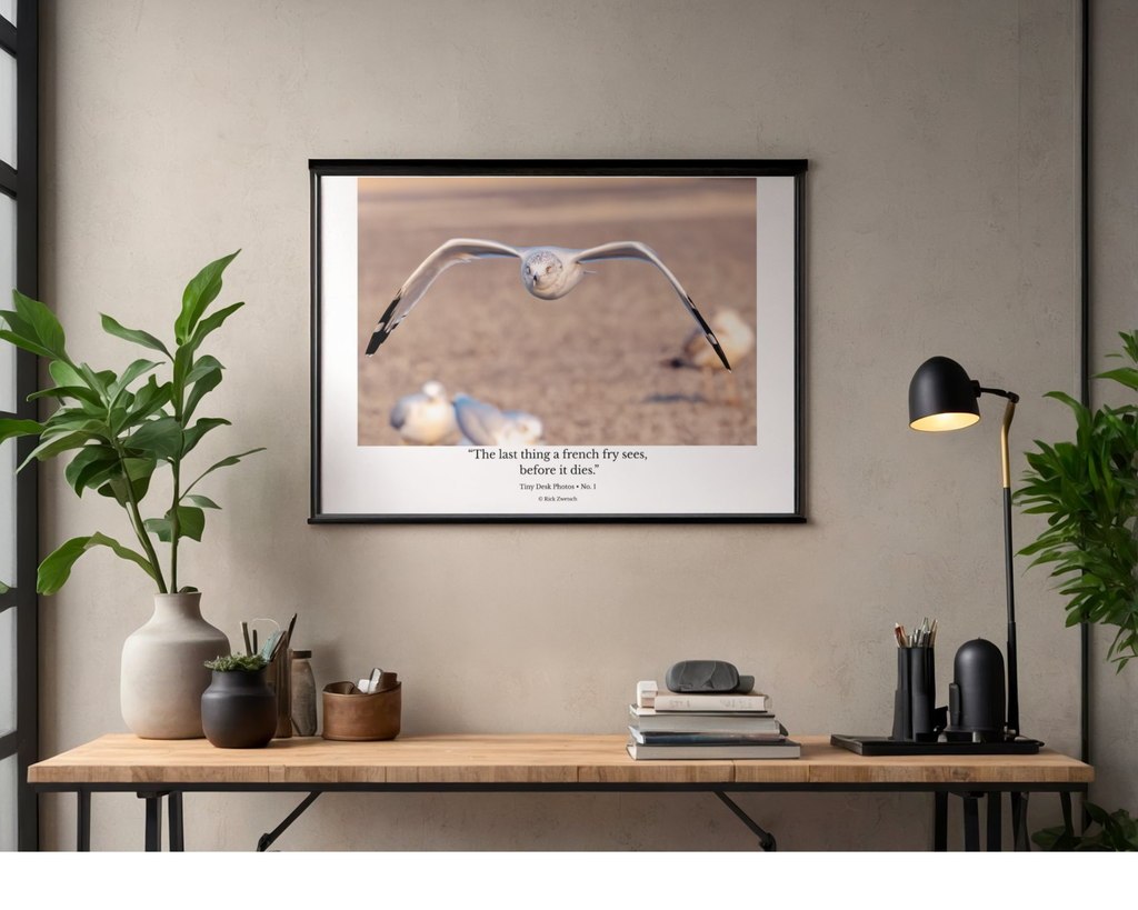 Tiny Desk Photos • No. 1 | Ring-billed Gull | Determination