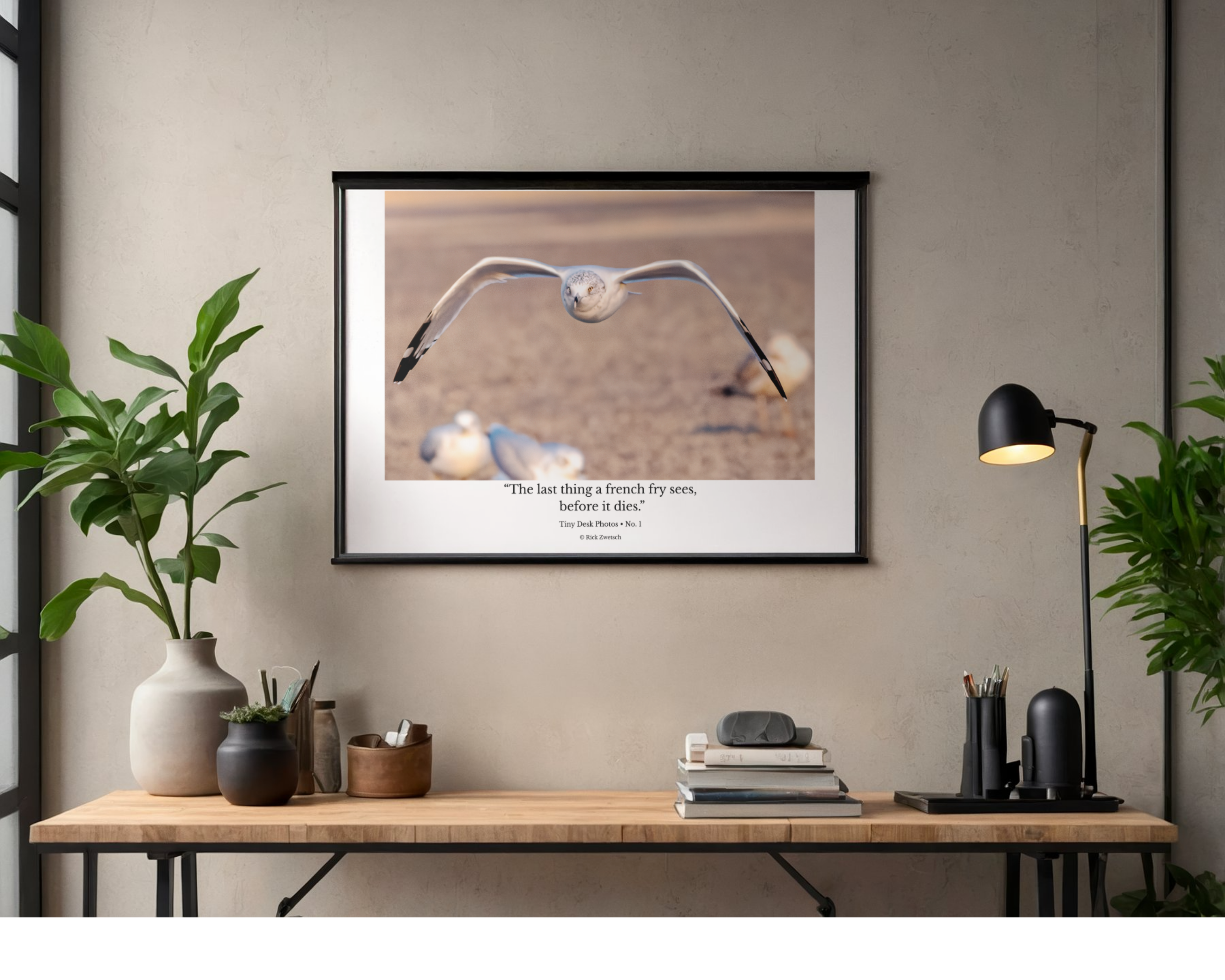 Tiny Desk Photos • No. 1 | Ring-billed Gull | Determination