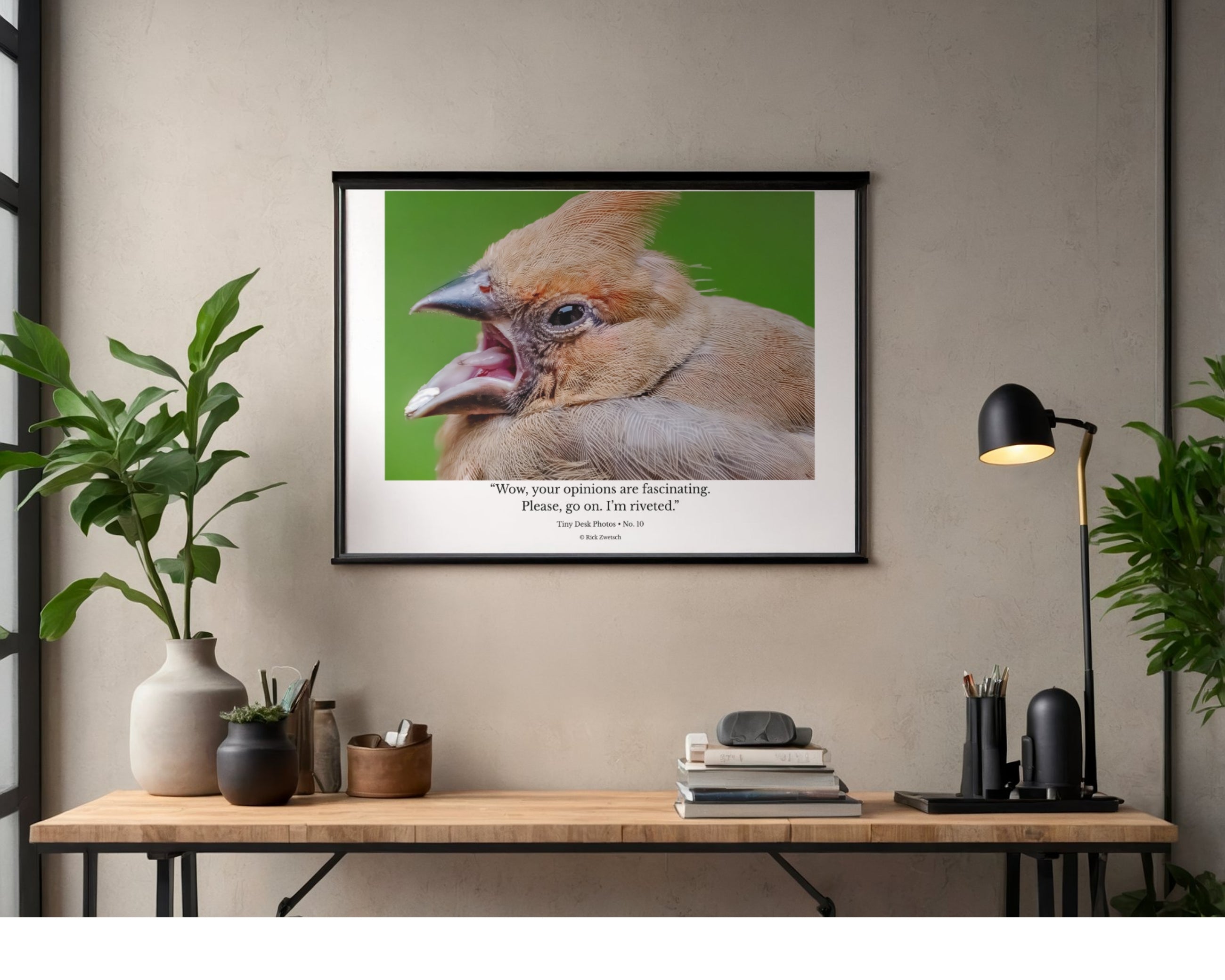 Tiny Desk Photos • No. 10 | Juvenile Northern Cardinal | Theatrics