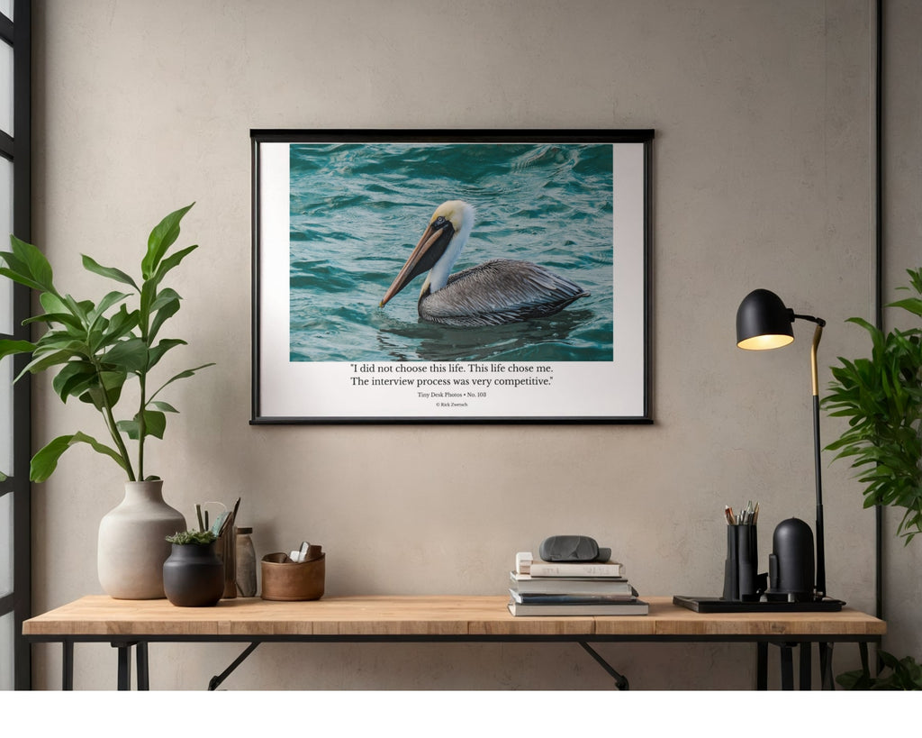 Brown Pelican Wildlife Photography Print | Tiny Desk Photos No. 103
