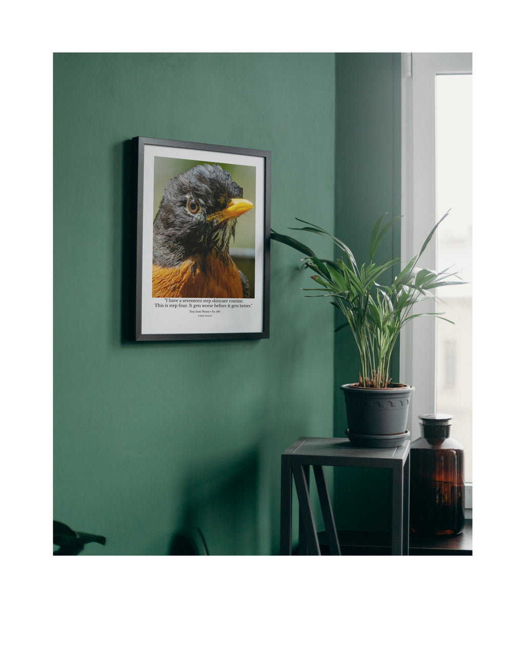 American Robin Wildlife Photography Print | Tiny Desk Photos No. 106