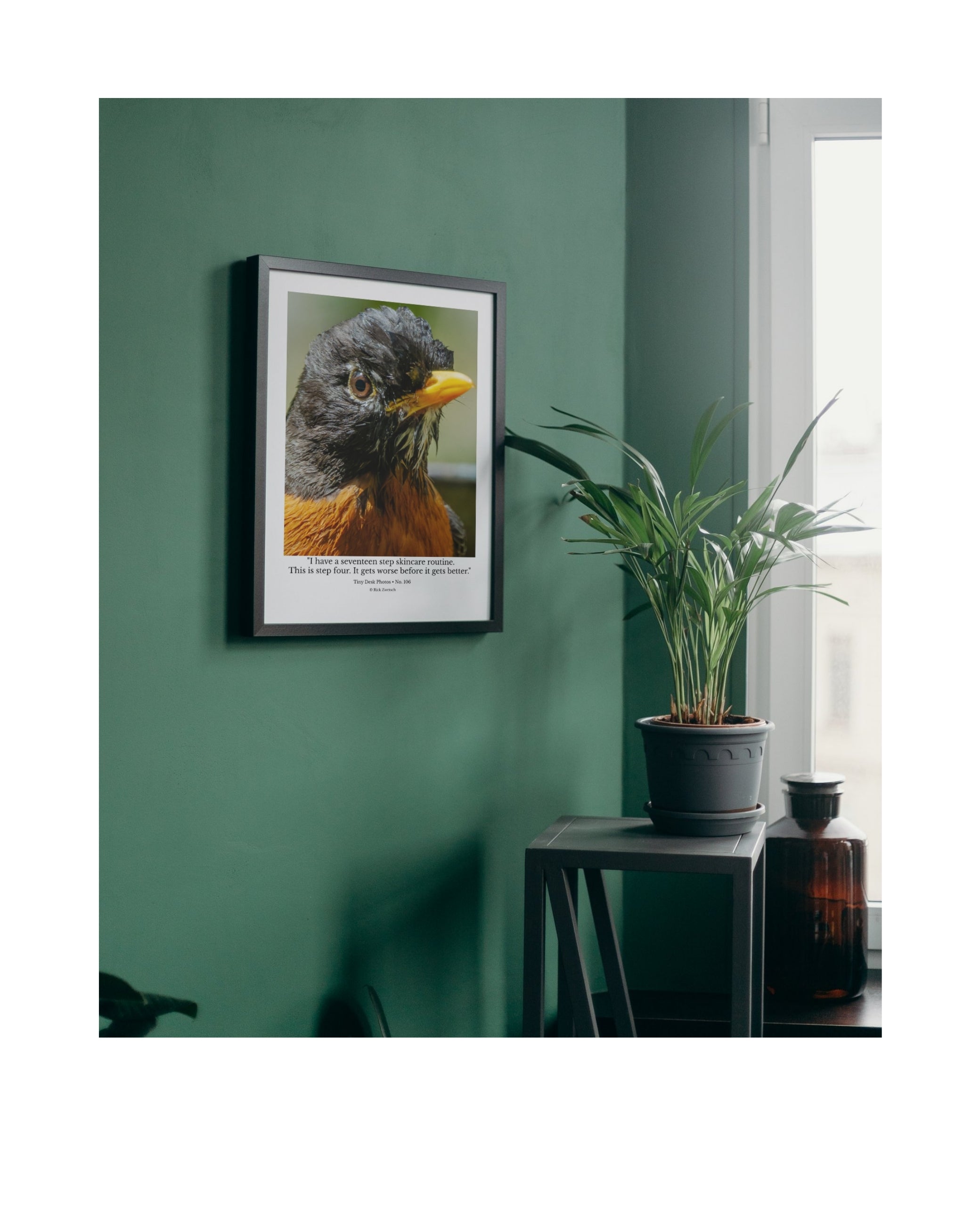 American Robin Wildlife Photography Print | Tiny Desk Photos No. 106