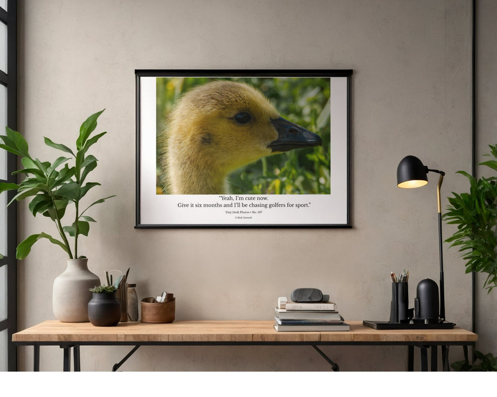 Canada Goose Gosling Wildlife Photography Print | Tiny Desk Photos No. 107
