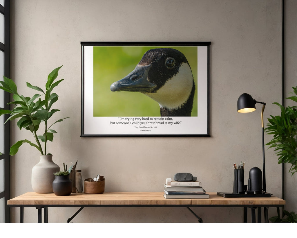 Canada Goose Wildlife Photography Print | Tiny Desk Photos No. 108