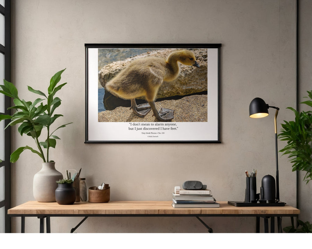 Canada Goose Gosling Wildlife Photography Print | Tiny Desk Photos No. 110