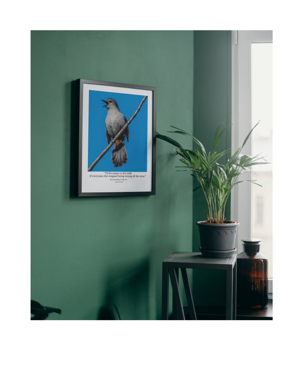 Gray Catbird Wildlife Photography Print | Tiny Desk Photos No. 111