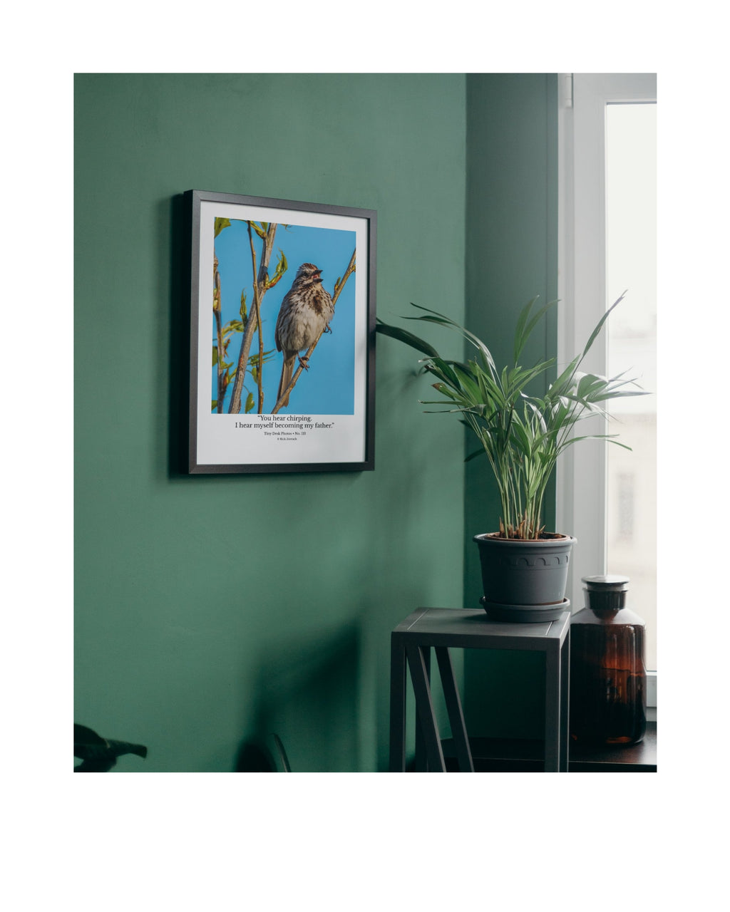 Song Sparrow Wildlife Photography Print | Tiny Desk Photos No. 113