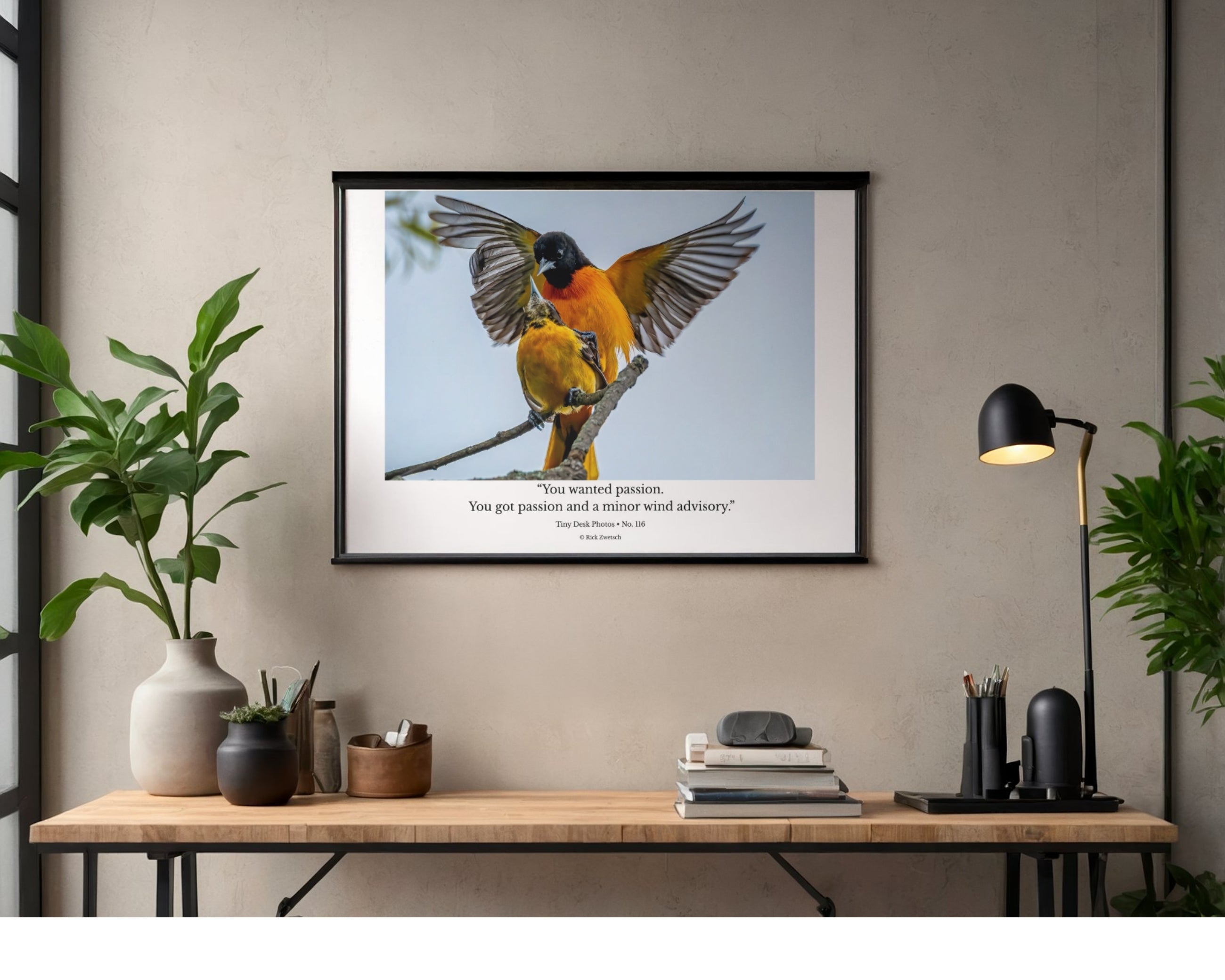 Baltimore Oriole Wildlife Photography Print | Tiny Desk Photos No. 116