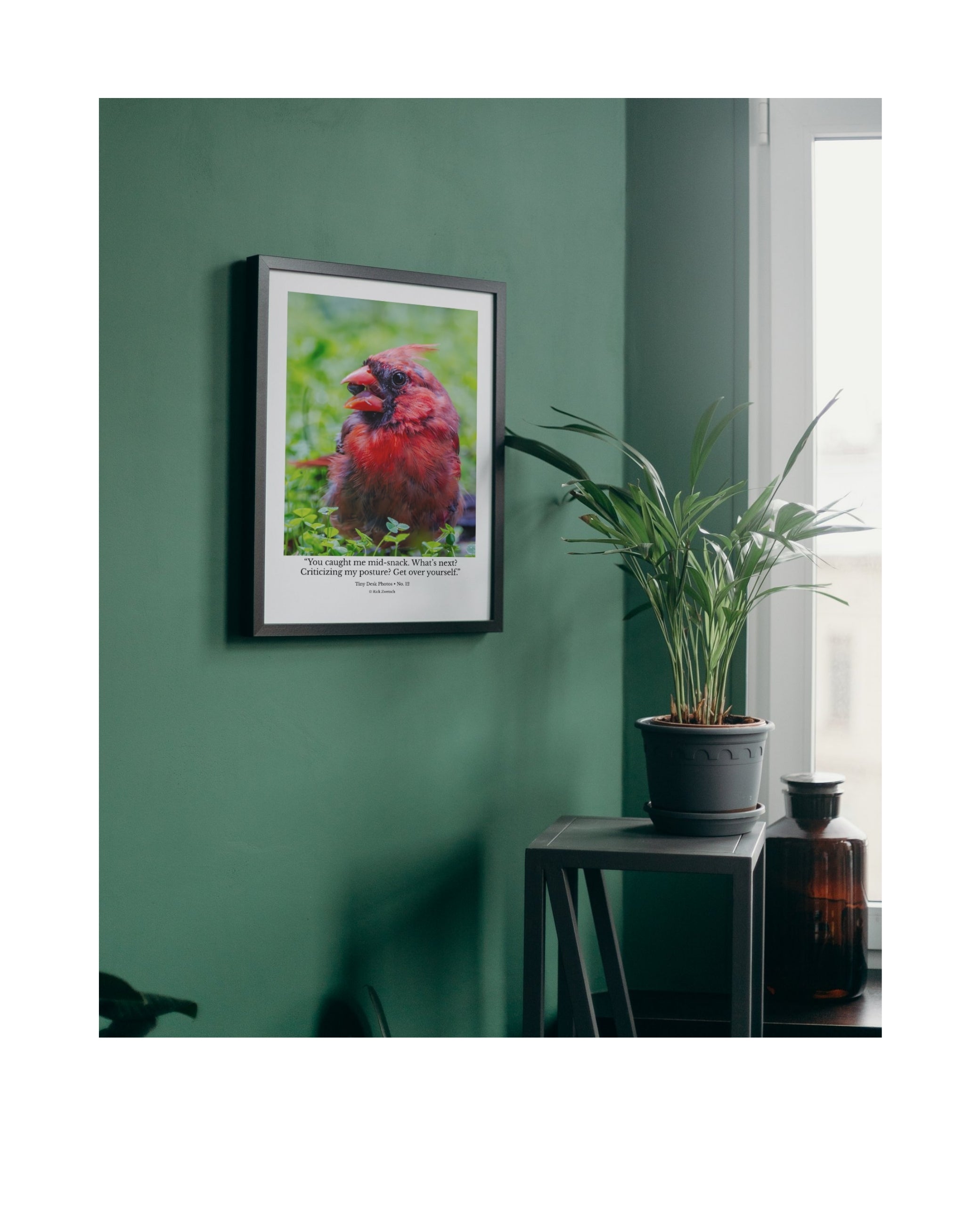 Tiny Desk Photos • No. 12 | Northern Cardinal | Defiance