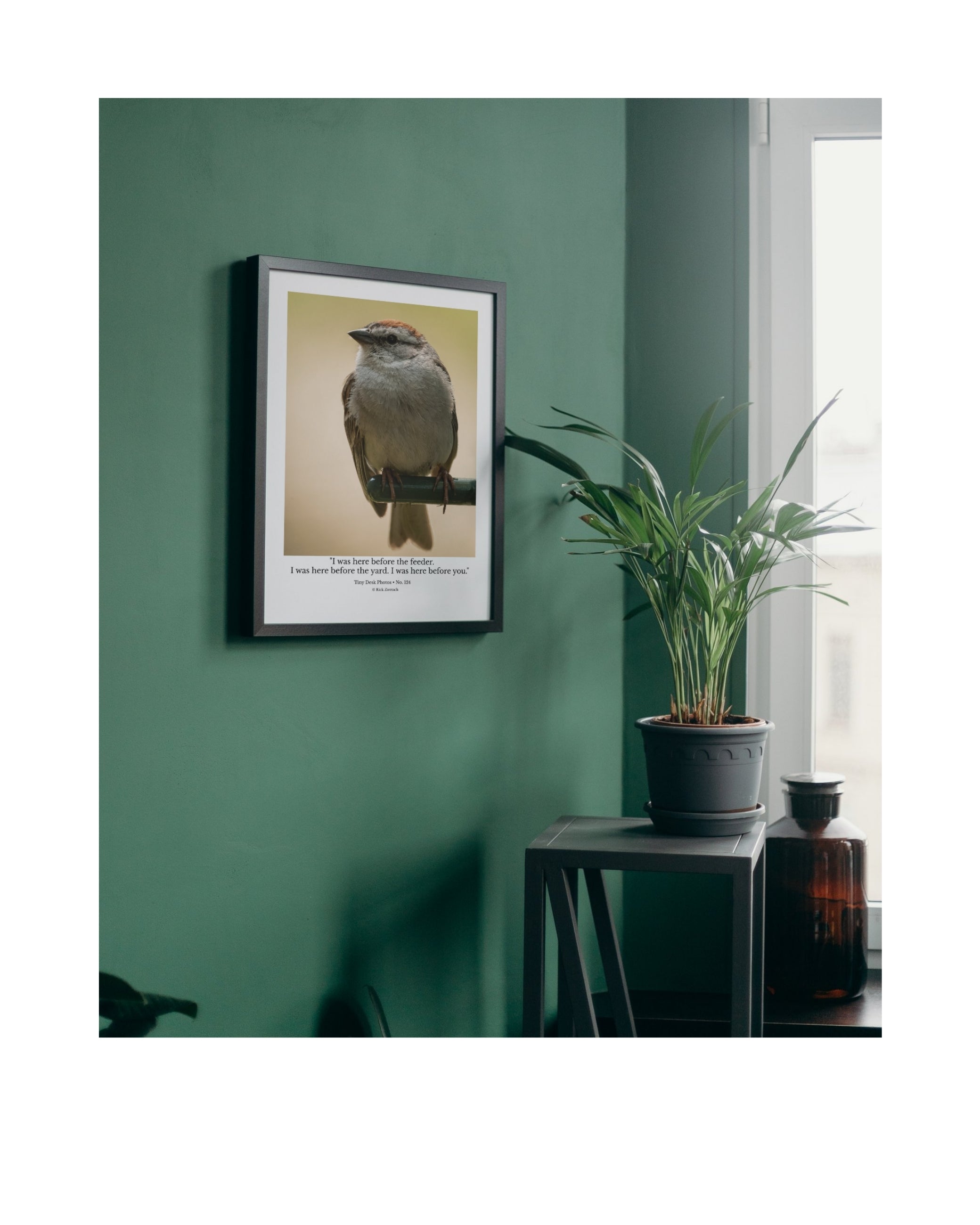 Chipping Sparrow Wildlife Photography Print | Tiny Desk Photos No. 124
