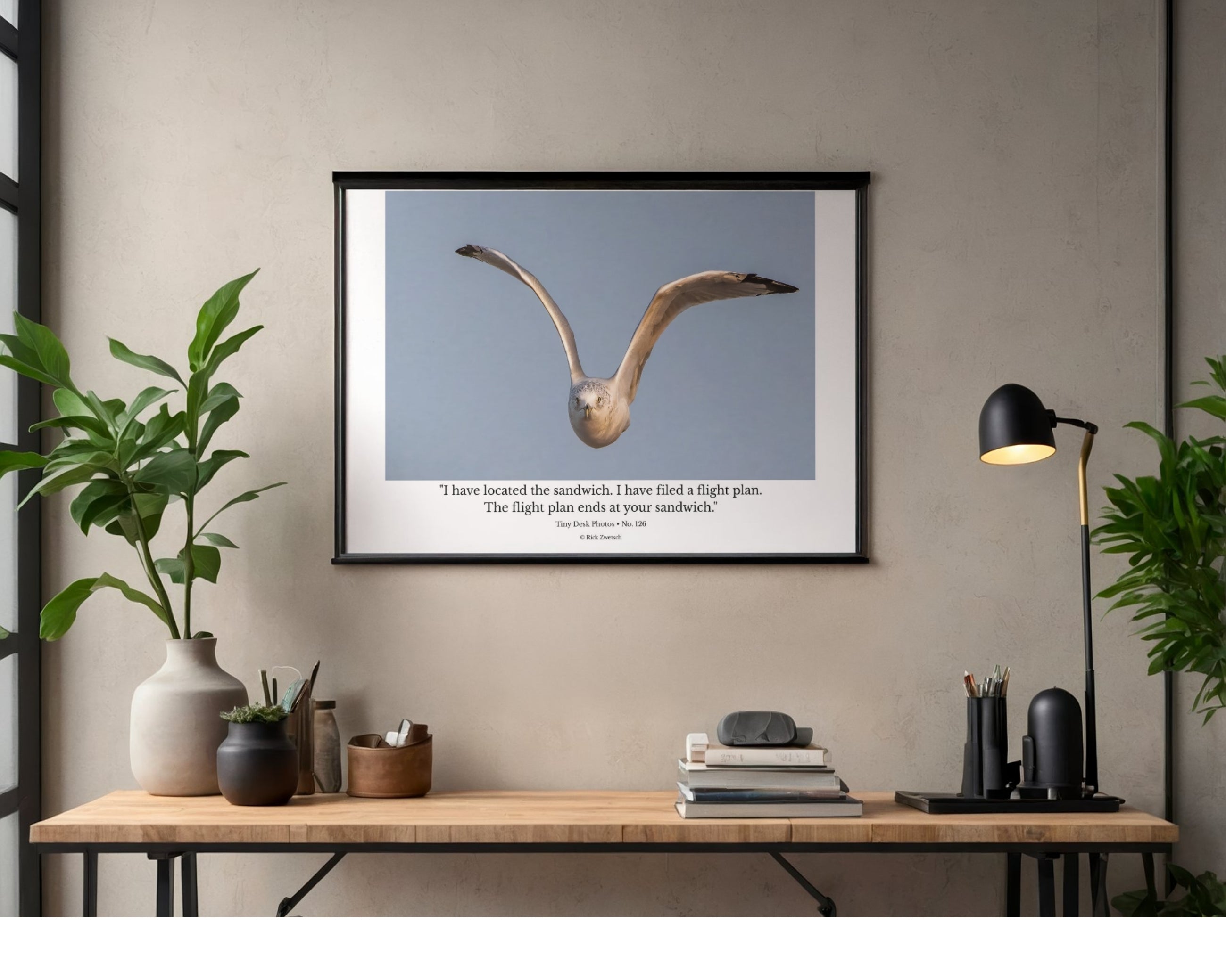 Ring-billed Gull Wildlife Photography Print | Tiny Desk Photos No. 126