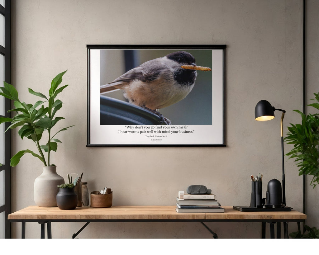 Tiny Desk Photos • No. 13 | Black-capped Chickadee | Boundaries